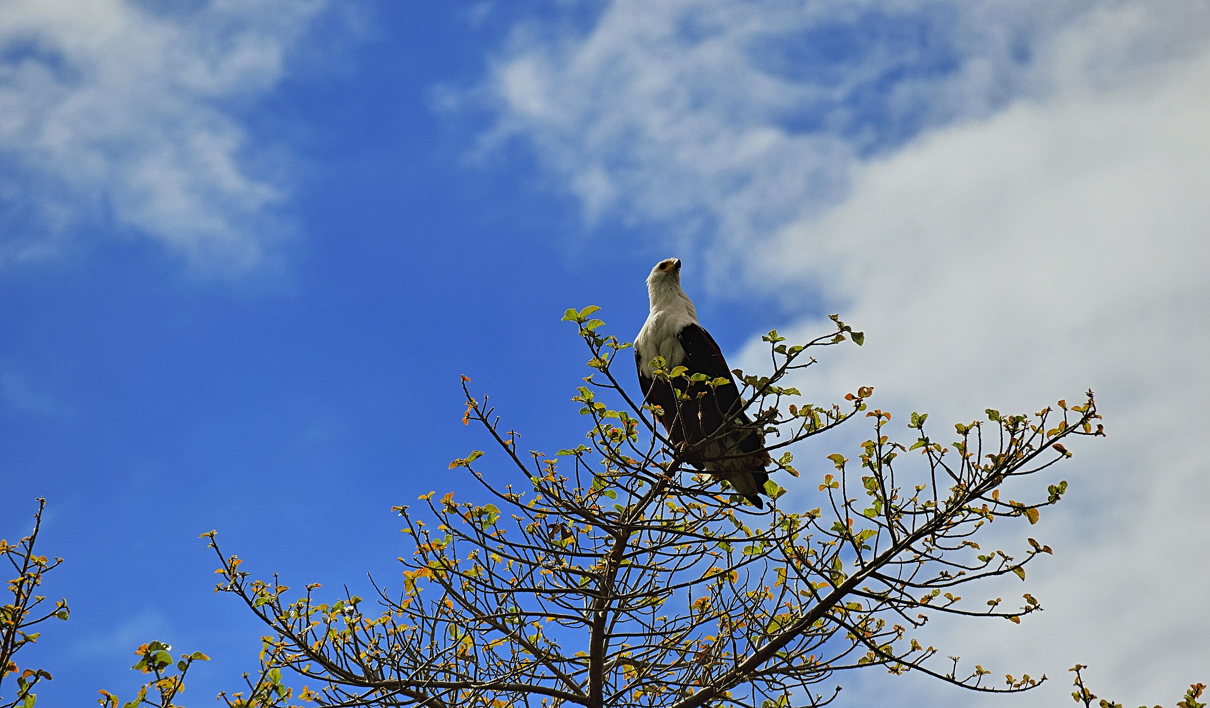 Osprey eagles