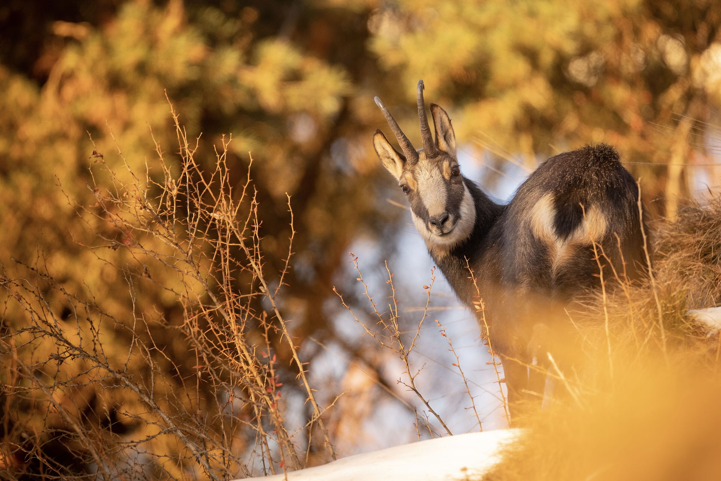 The morning has gold in its mouth