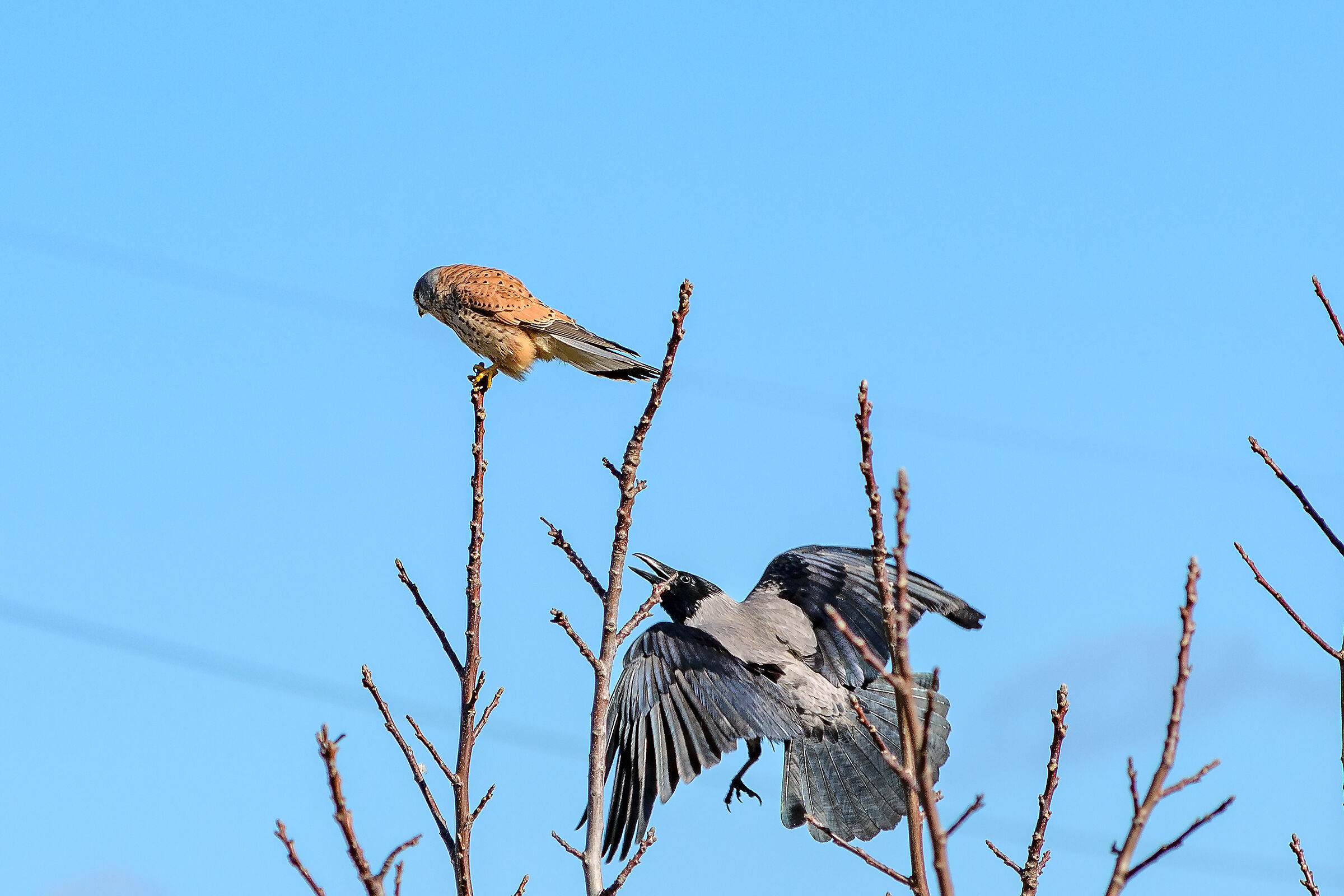 Kestrel
