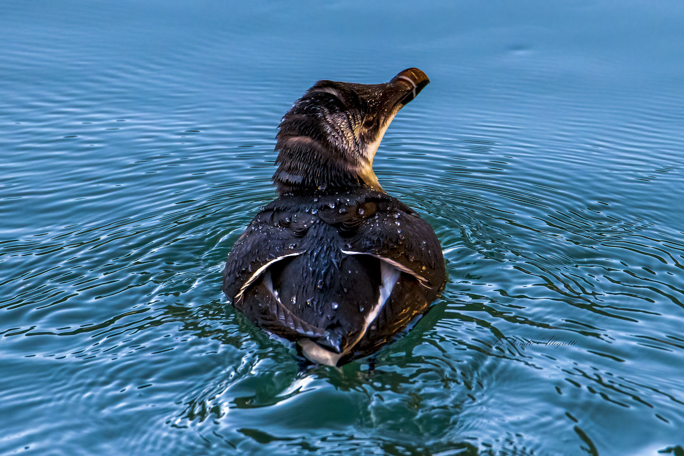 La gazza marina (Alca torda)