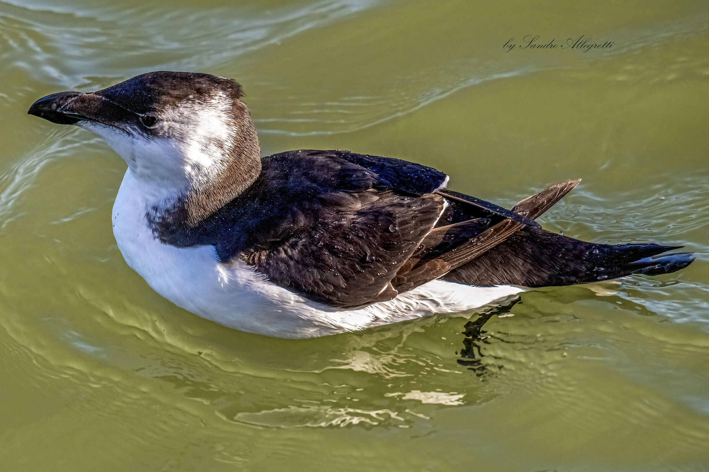 La gazza marina (Alca torda)