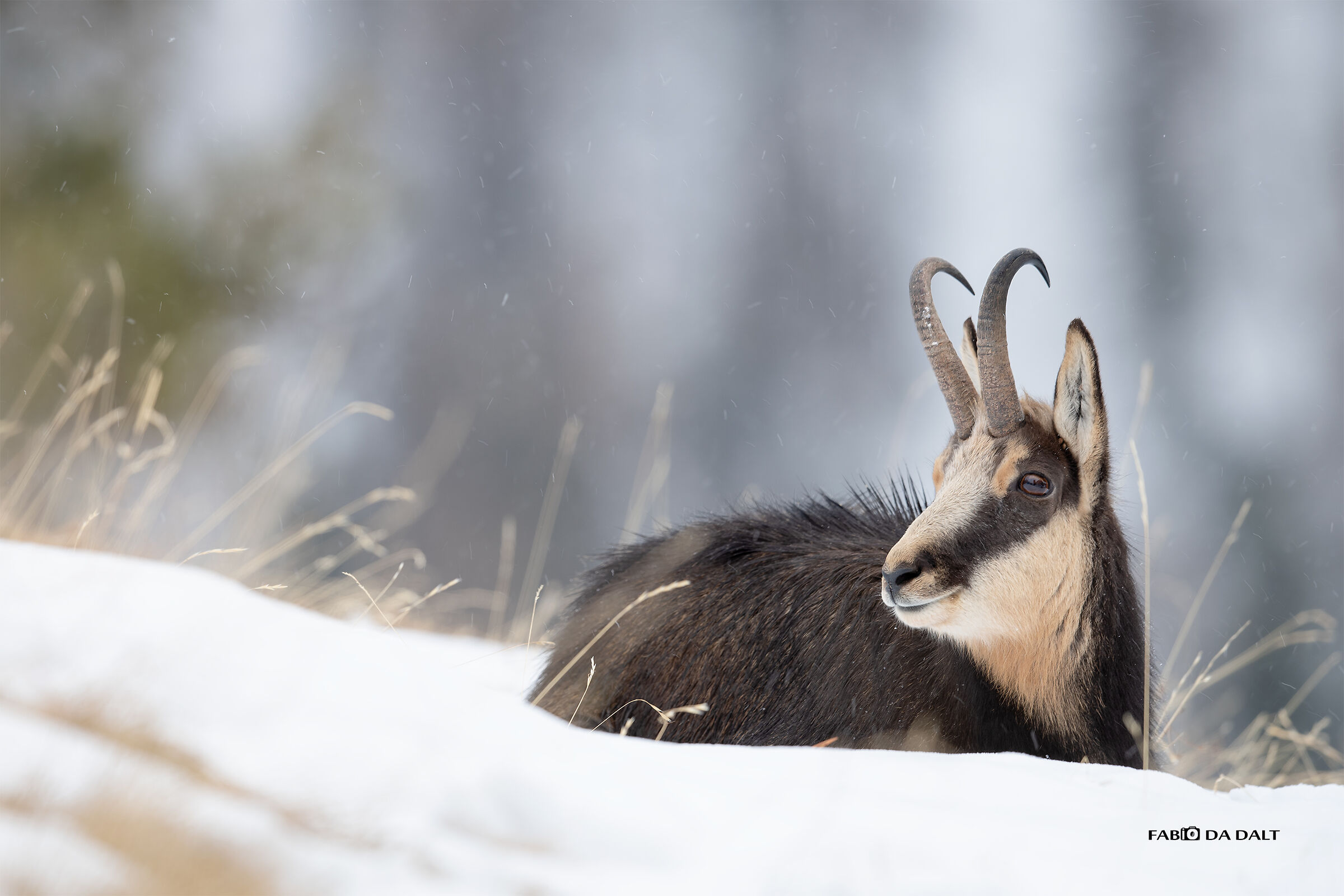 Alpine chamois