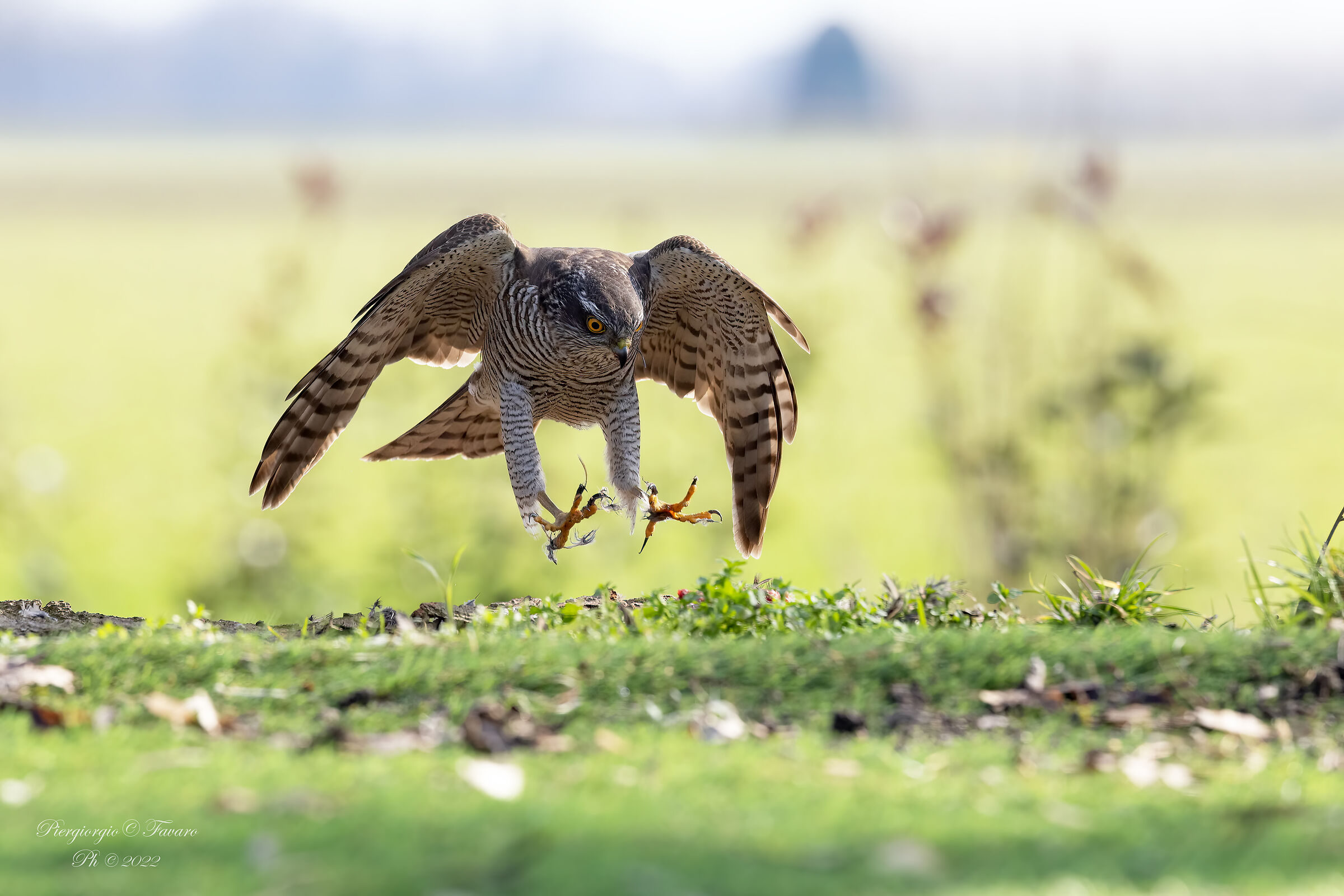 Sparrowhawk Female