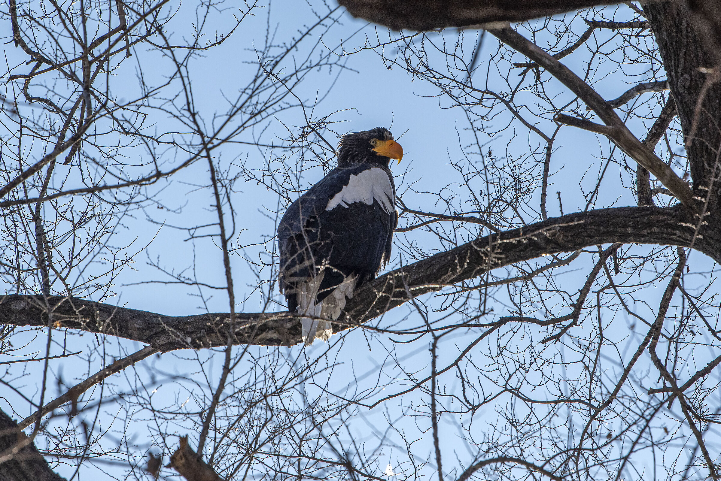 Aquila di Mare di Steller