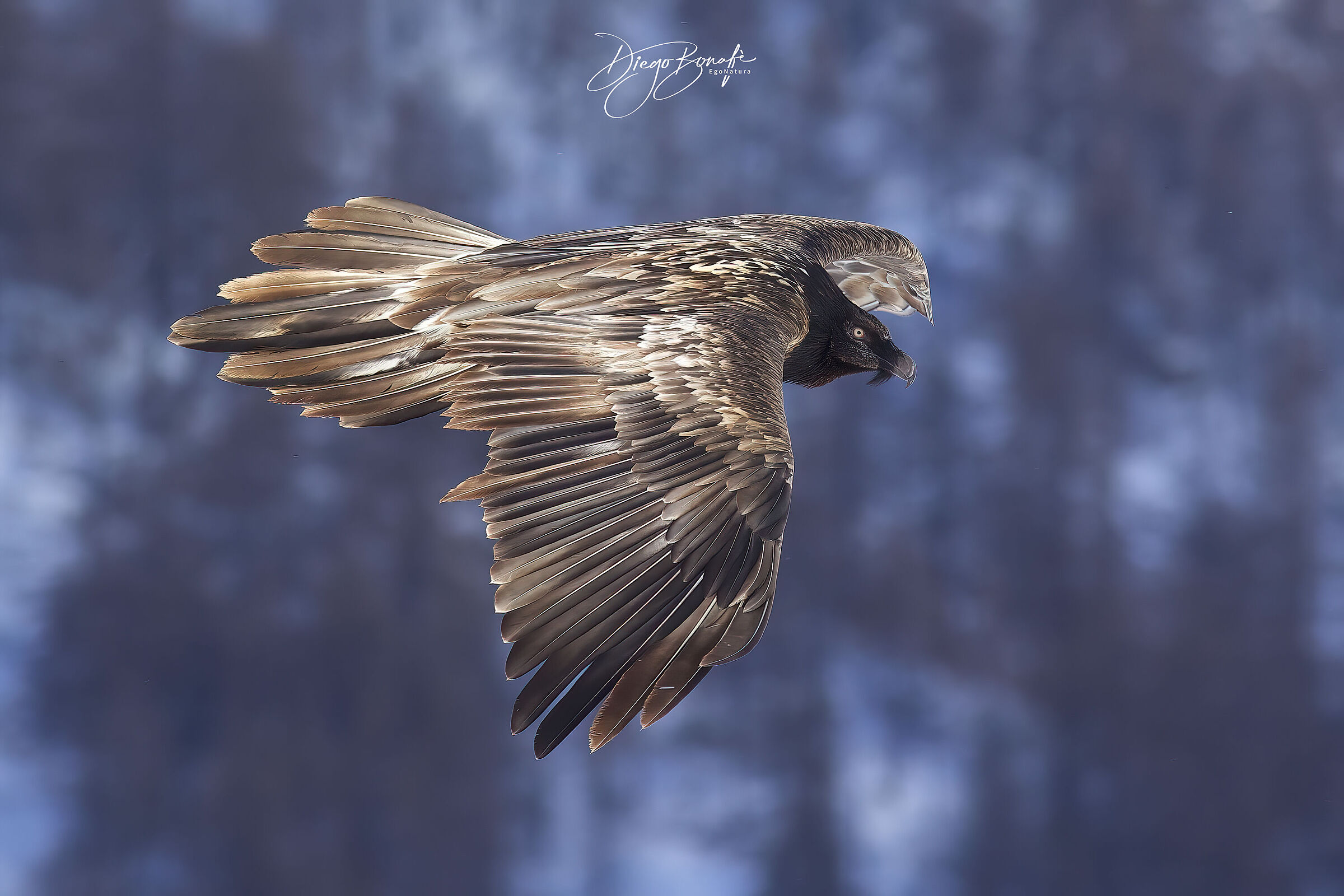 Gipeto immaturo 3° anno