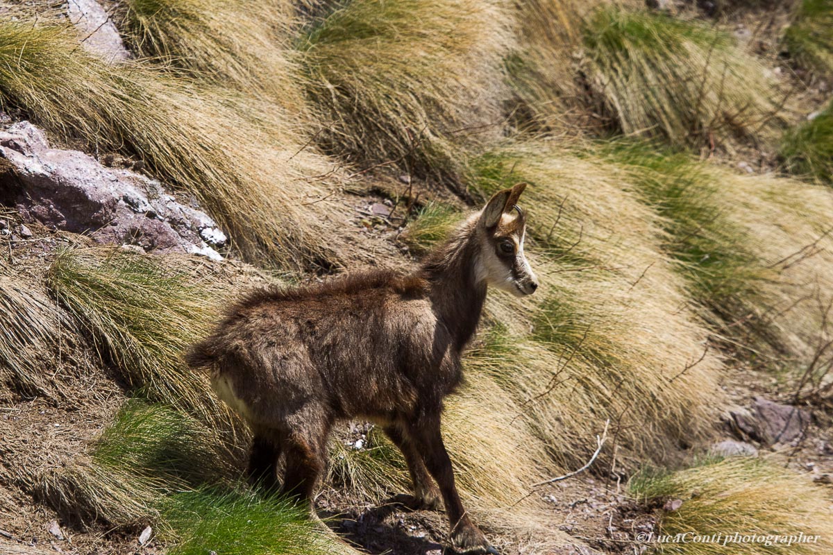 chamois Rupicapra