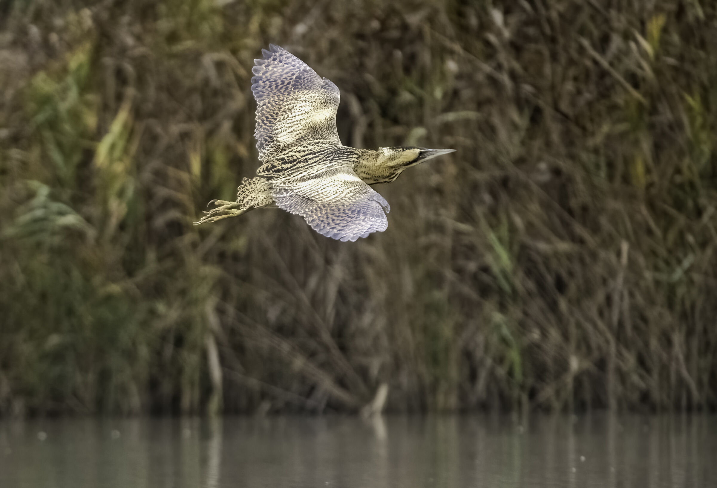 Botaurus stellaris (prova A7Rv)