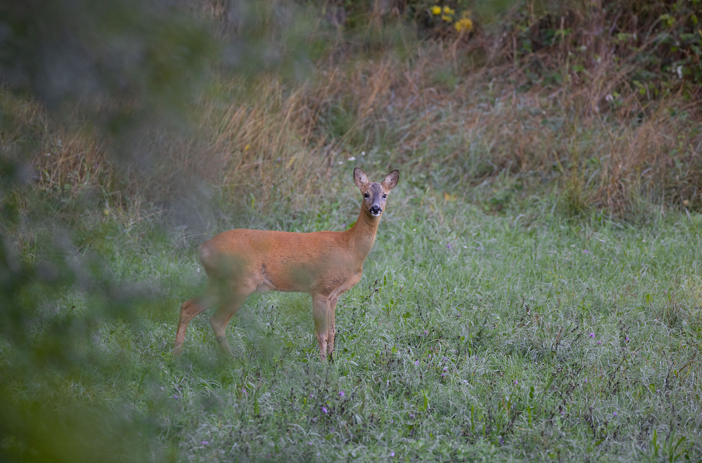 Capriolo di primo mattino