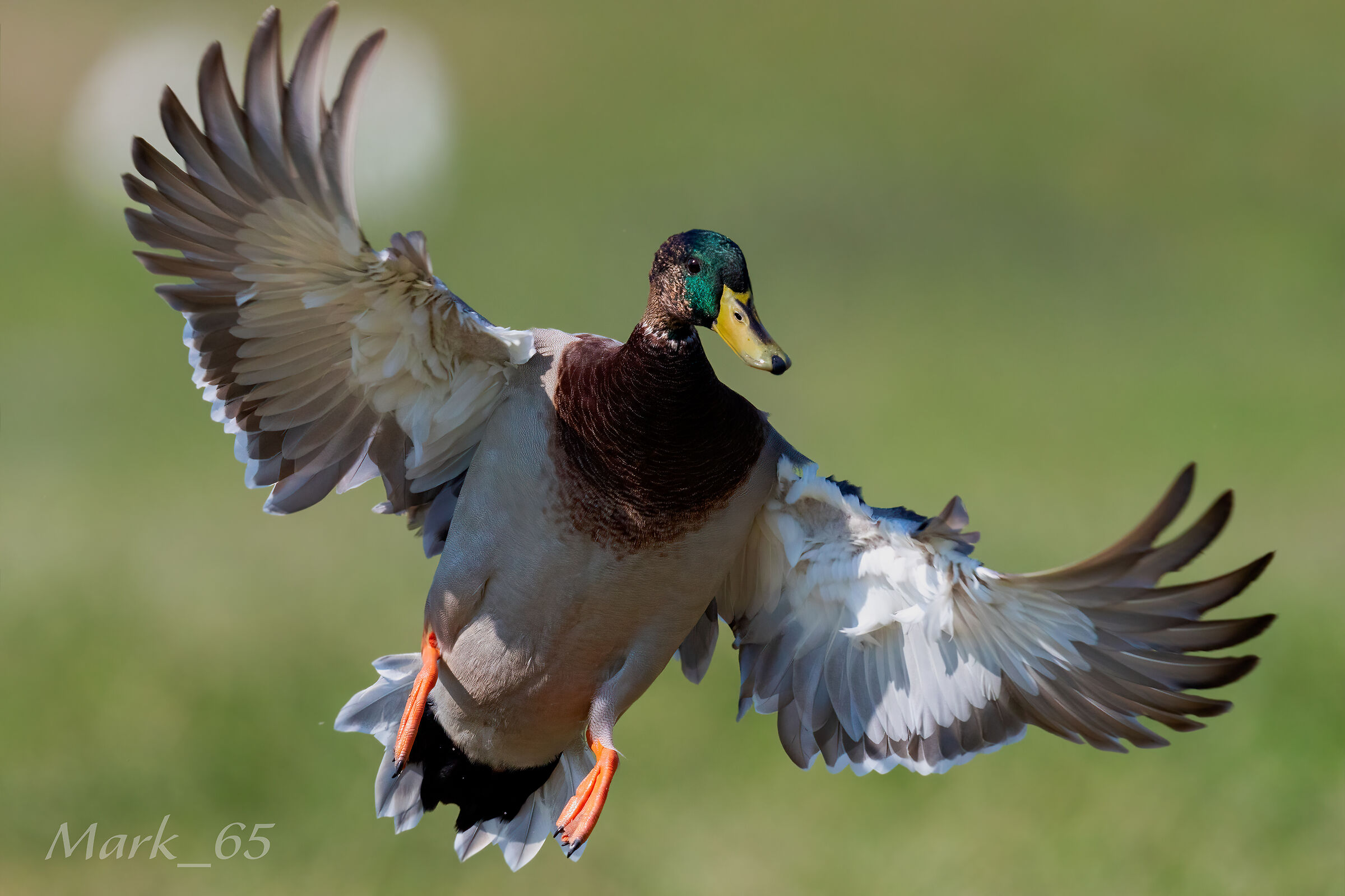 mallard