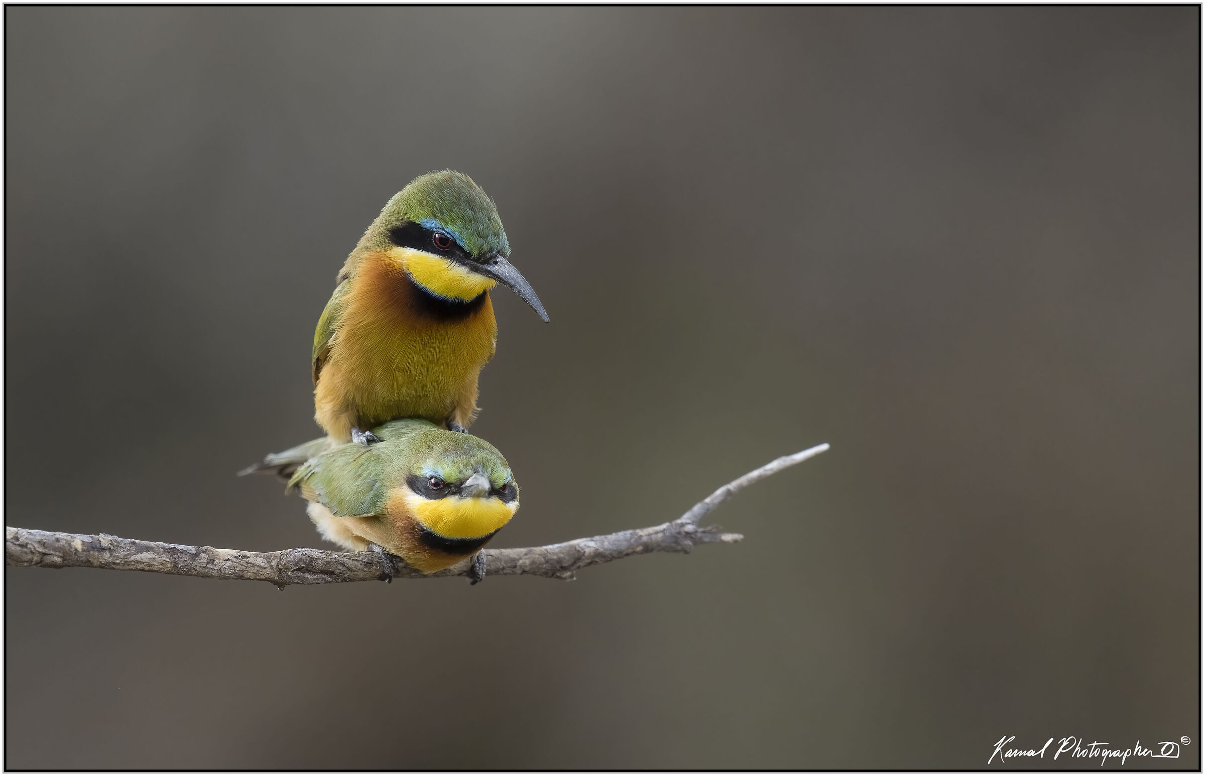 (Lesser bee-eater) (Merops pusillus)