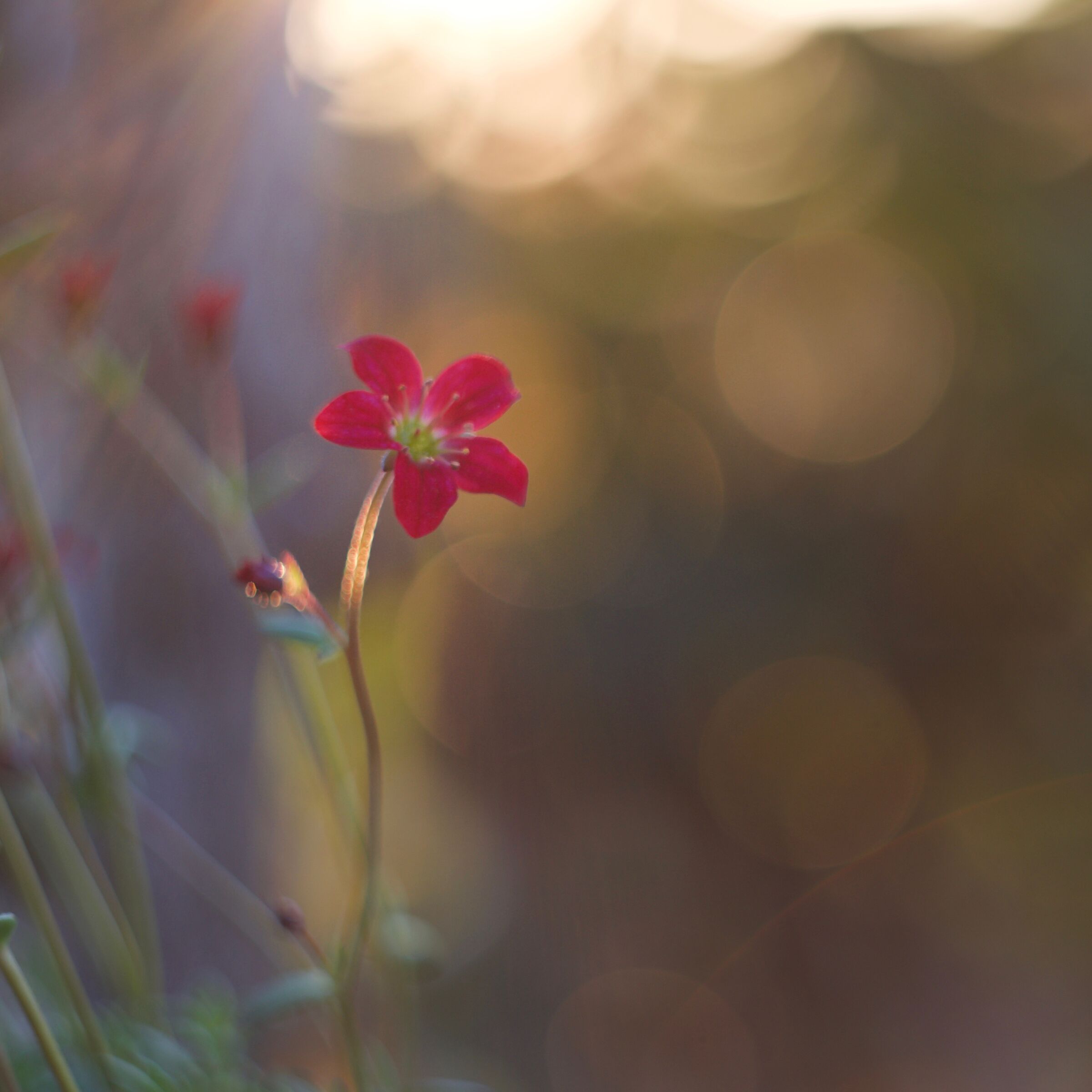 Simple bokeh