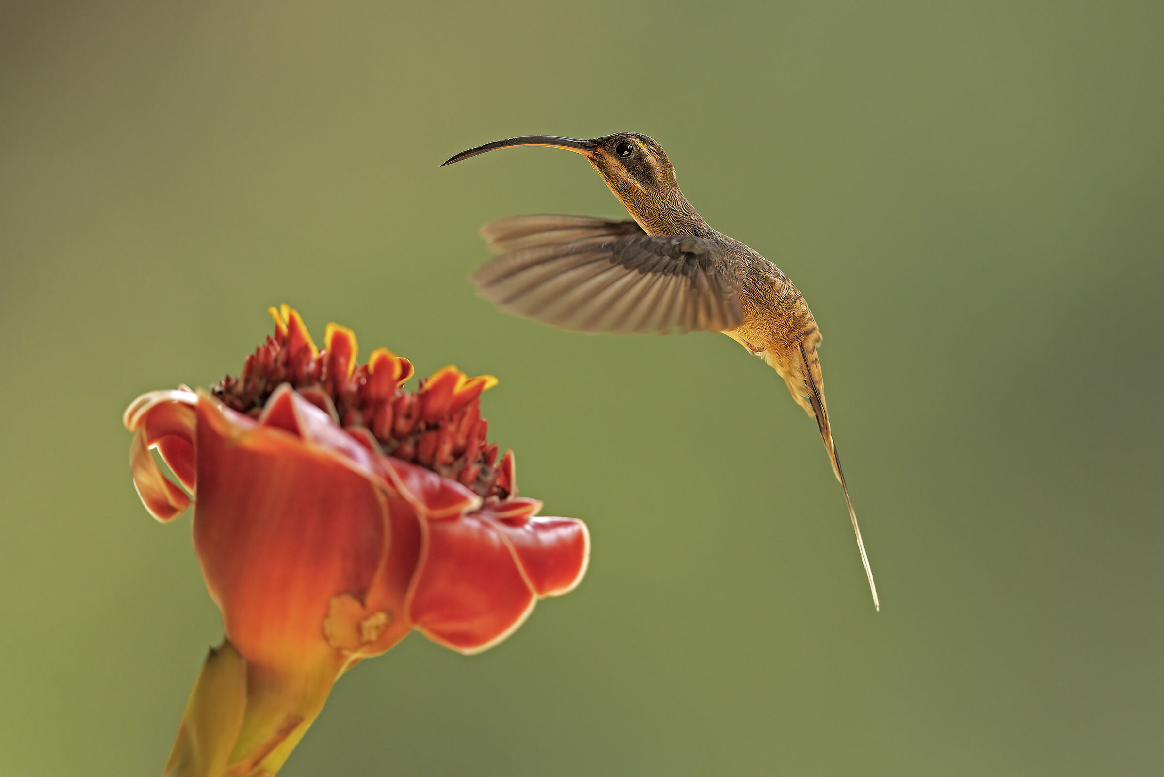 Long-billed Hermit