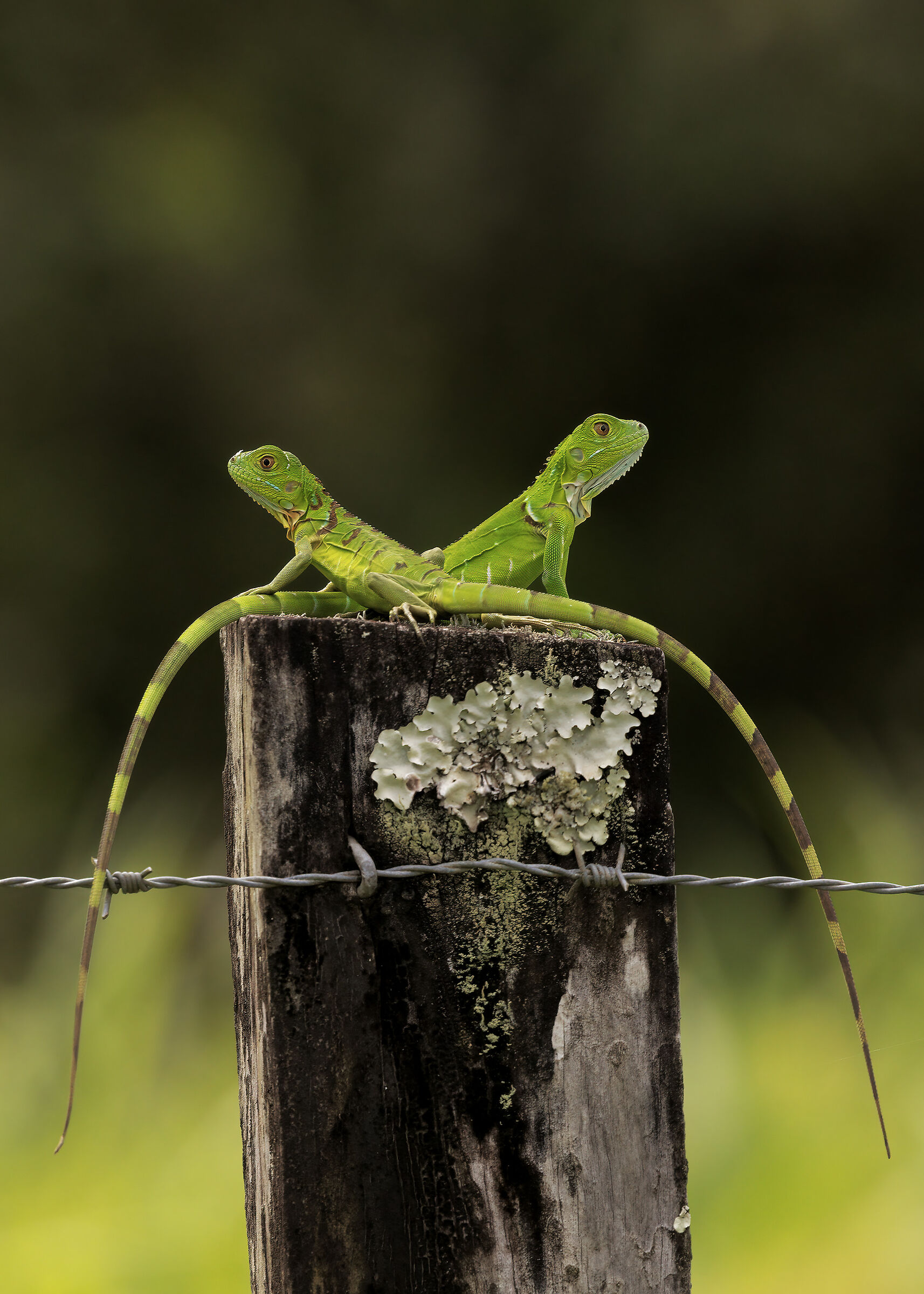 Iguanas in the mirror