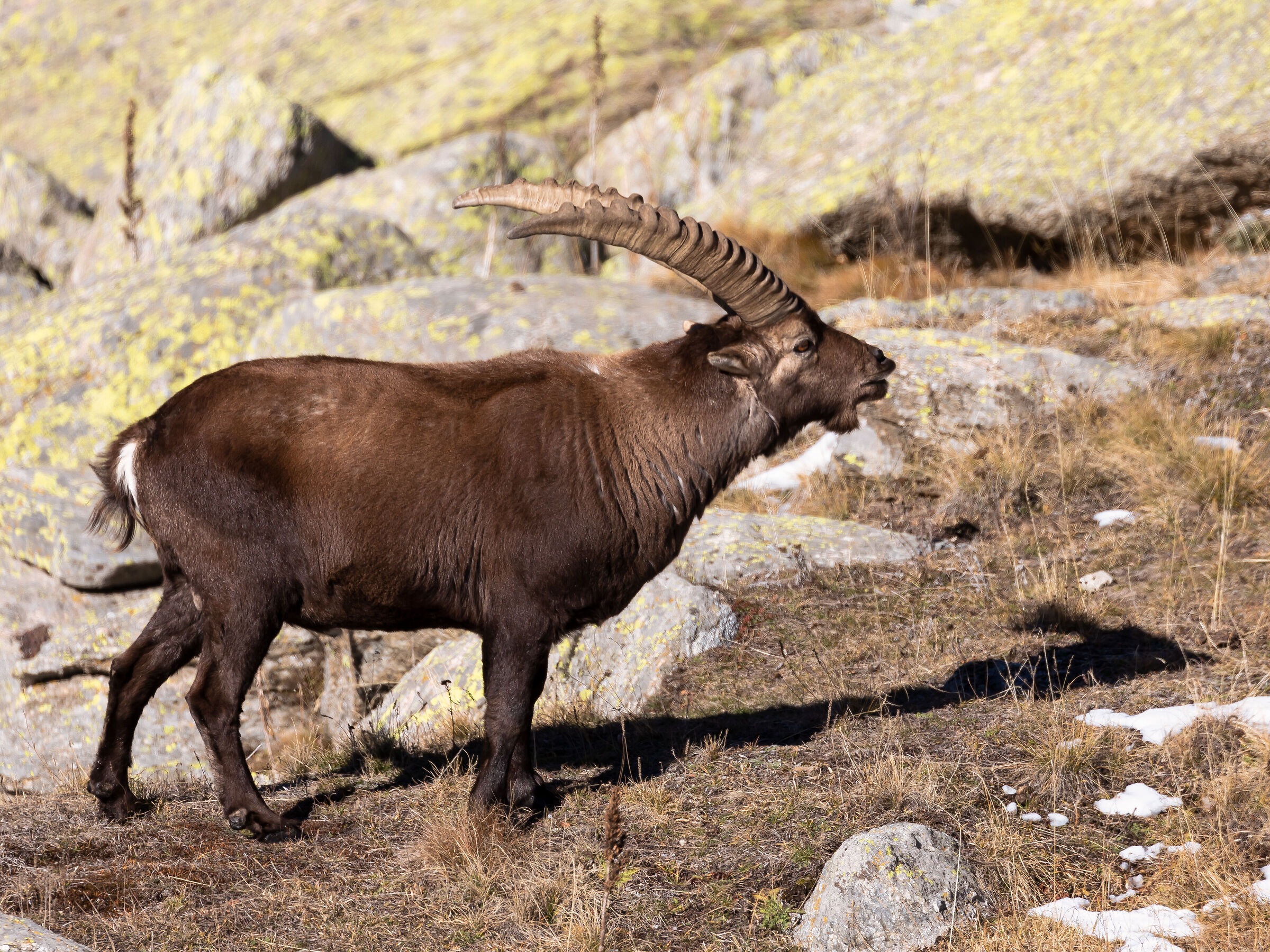 ibex