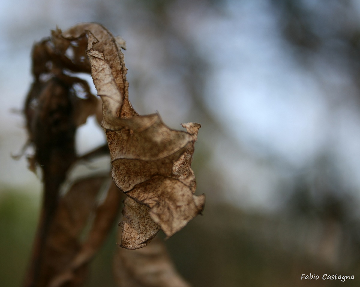 Dry leaf with man dancing