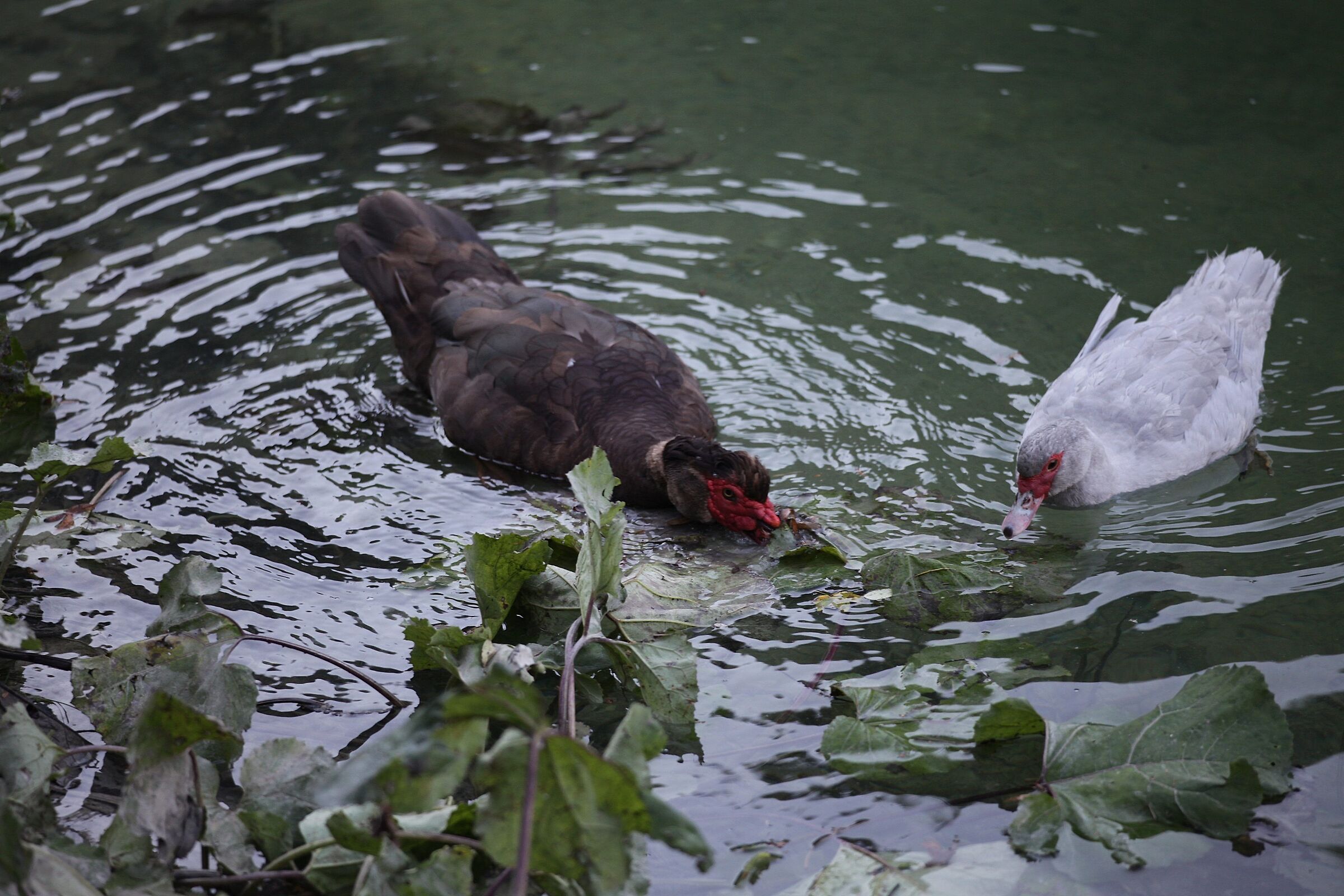 Non sono bello ma piaccio,coppia di anatre mute