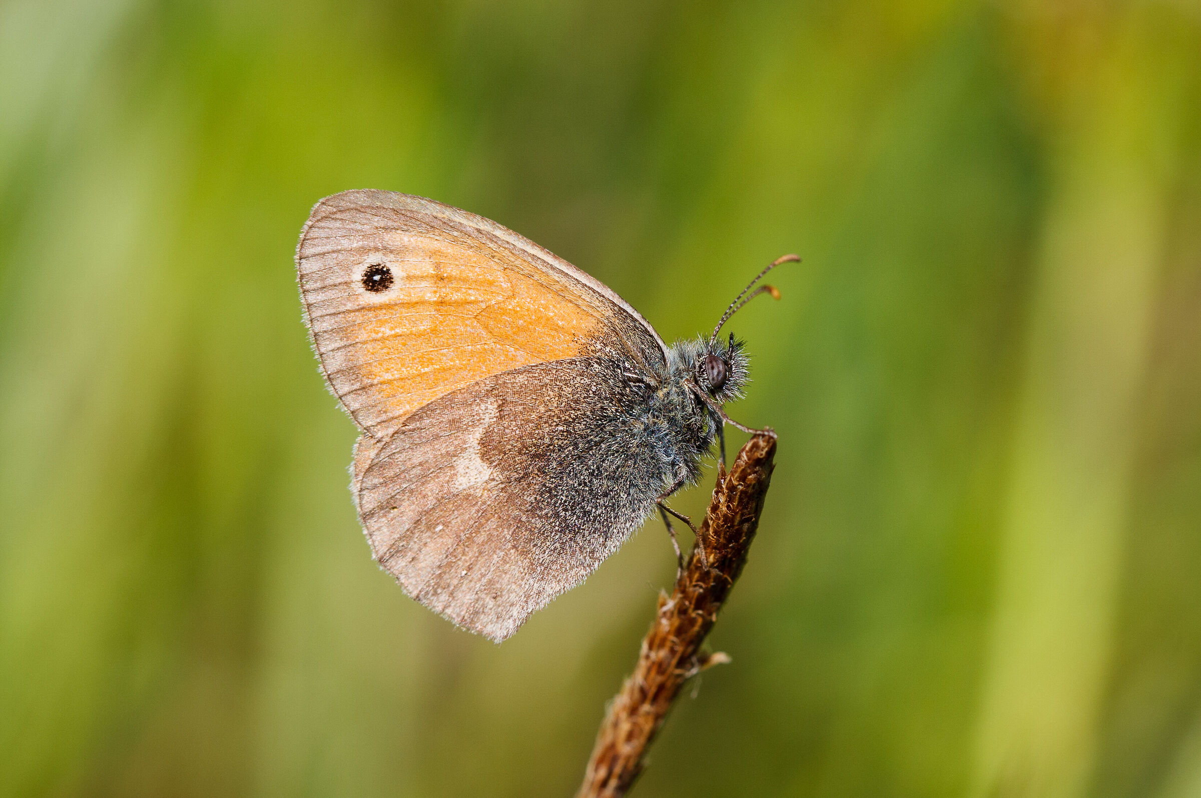 Lesser nymph