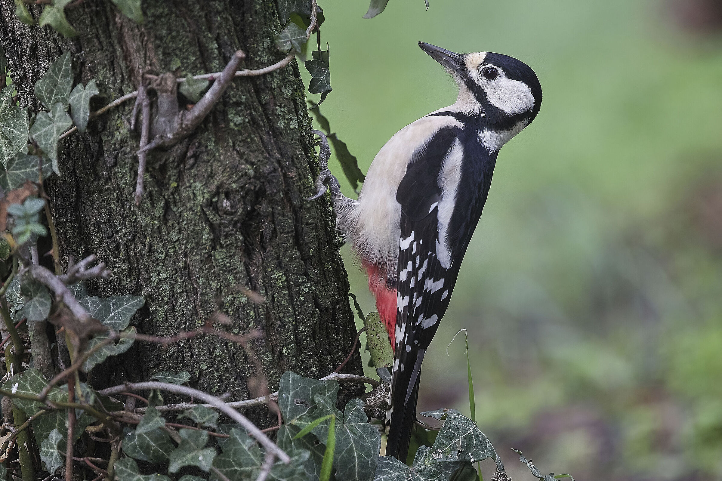 Woodpecker