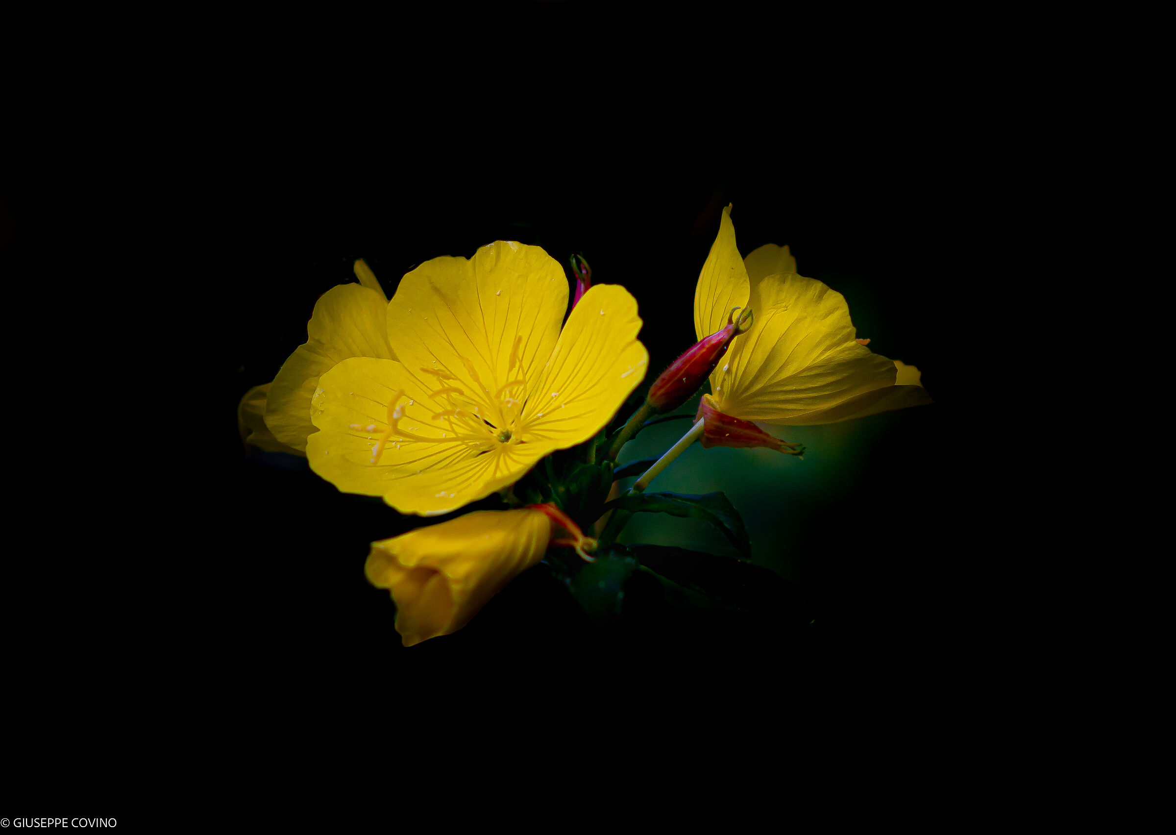 Beautiful common Enagra (I think!)