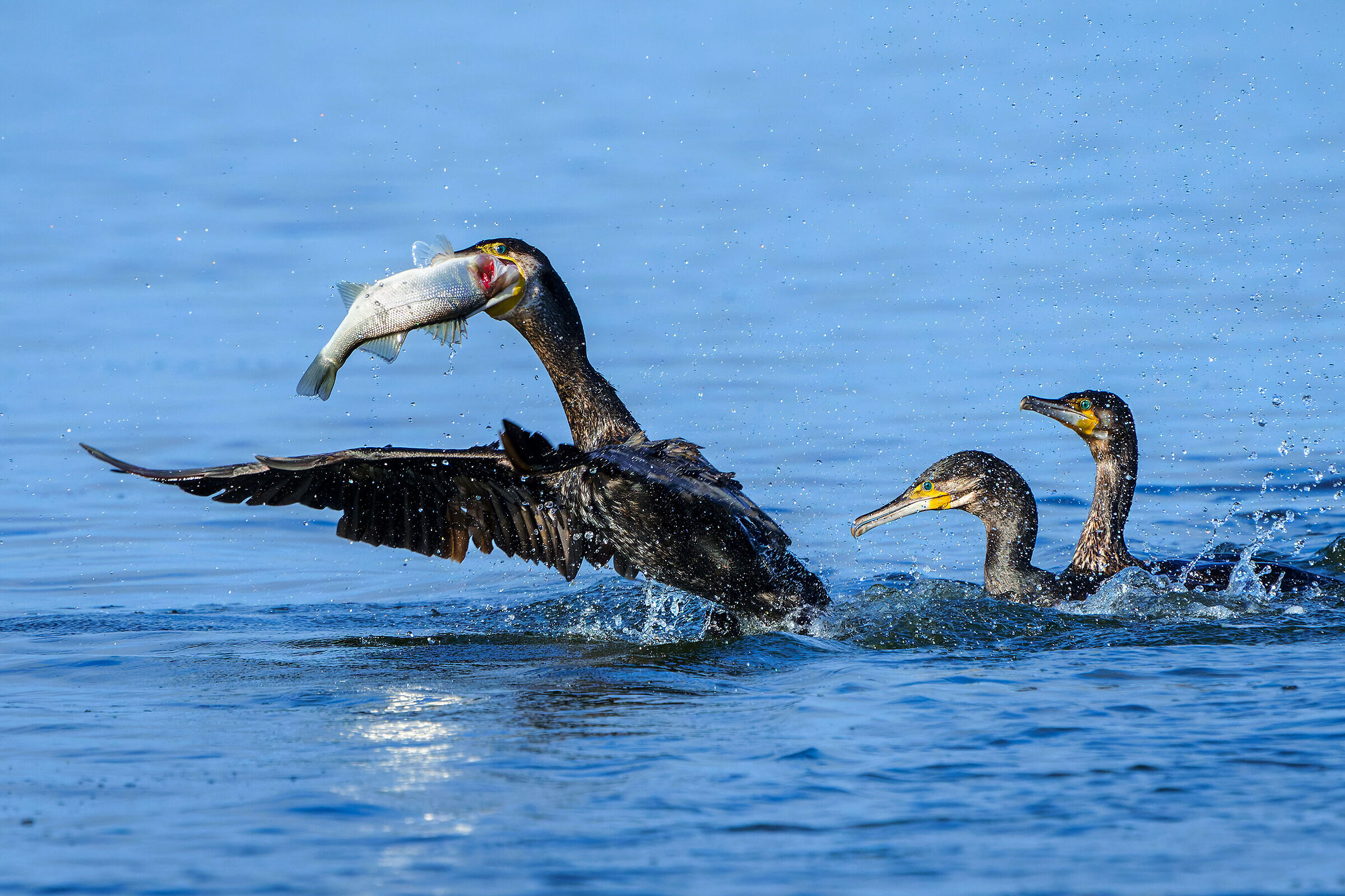 La pesca dei cormorani