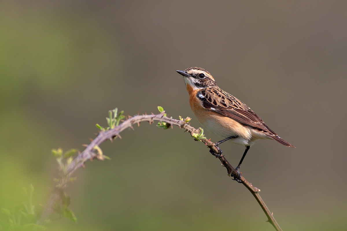 Whinchat