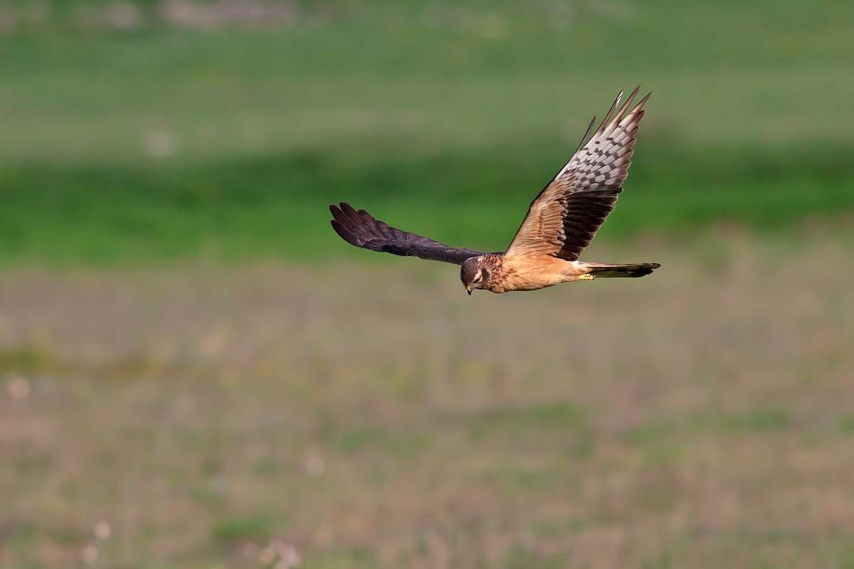 Montagu's Harrier