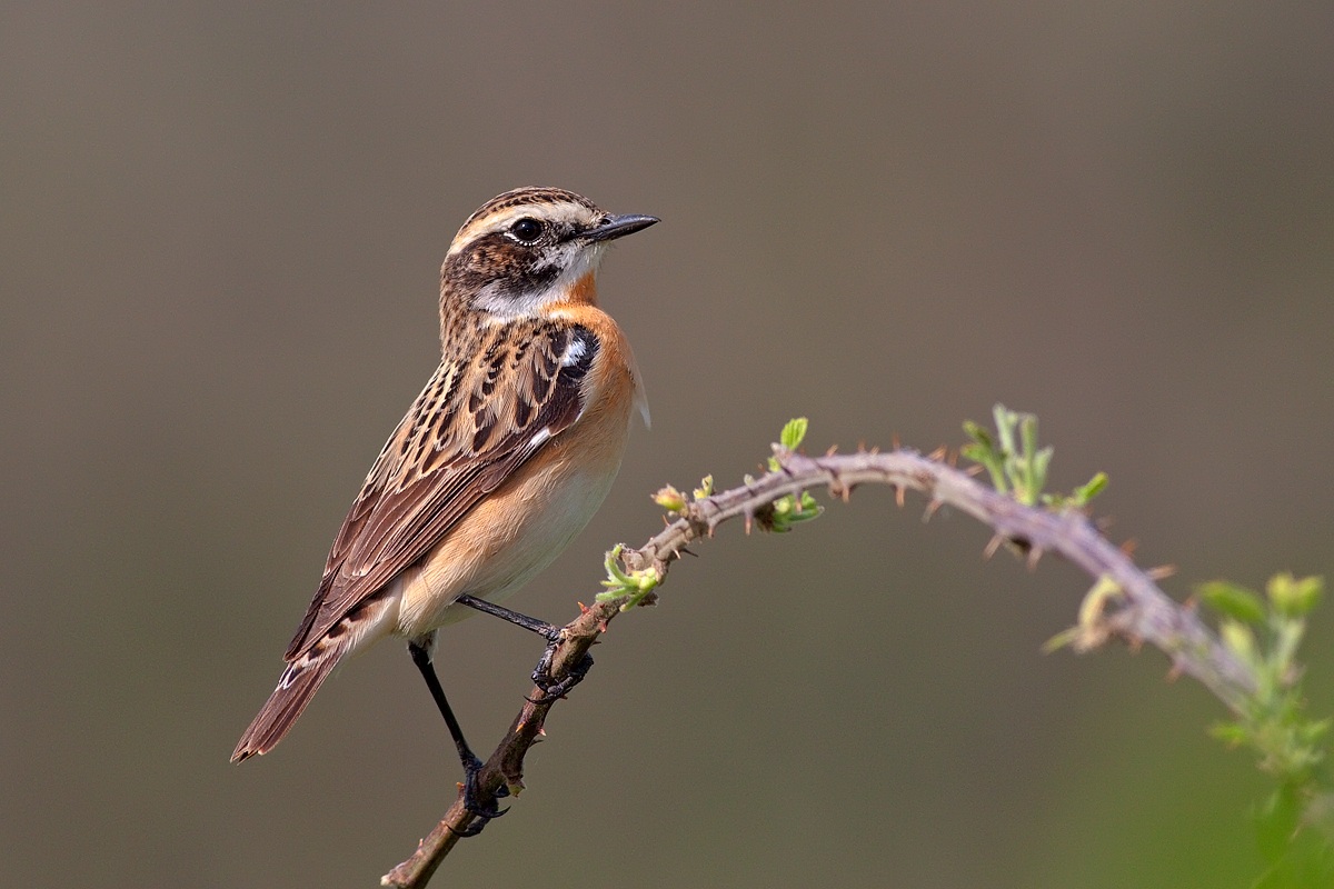 Whinchat