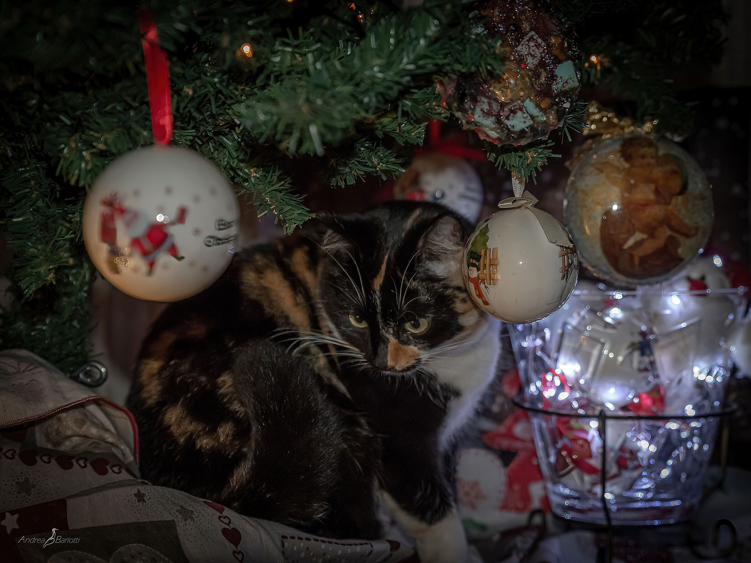 Under the tree