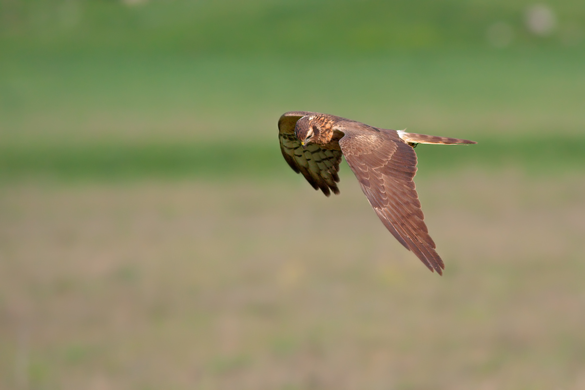 Montagu's Harrier