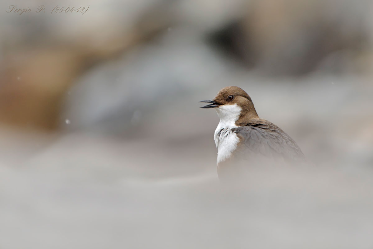 White-throated dipper