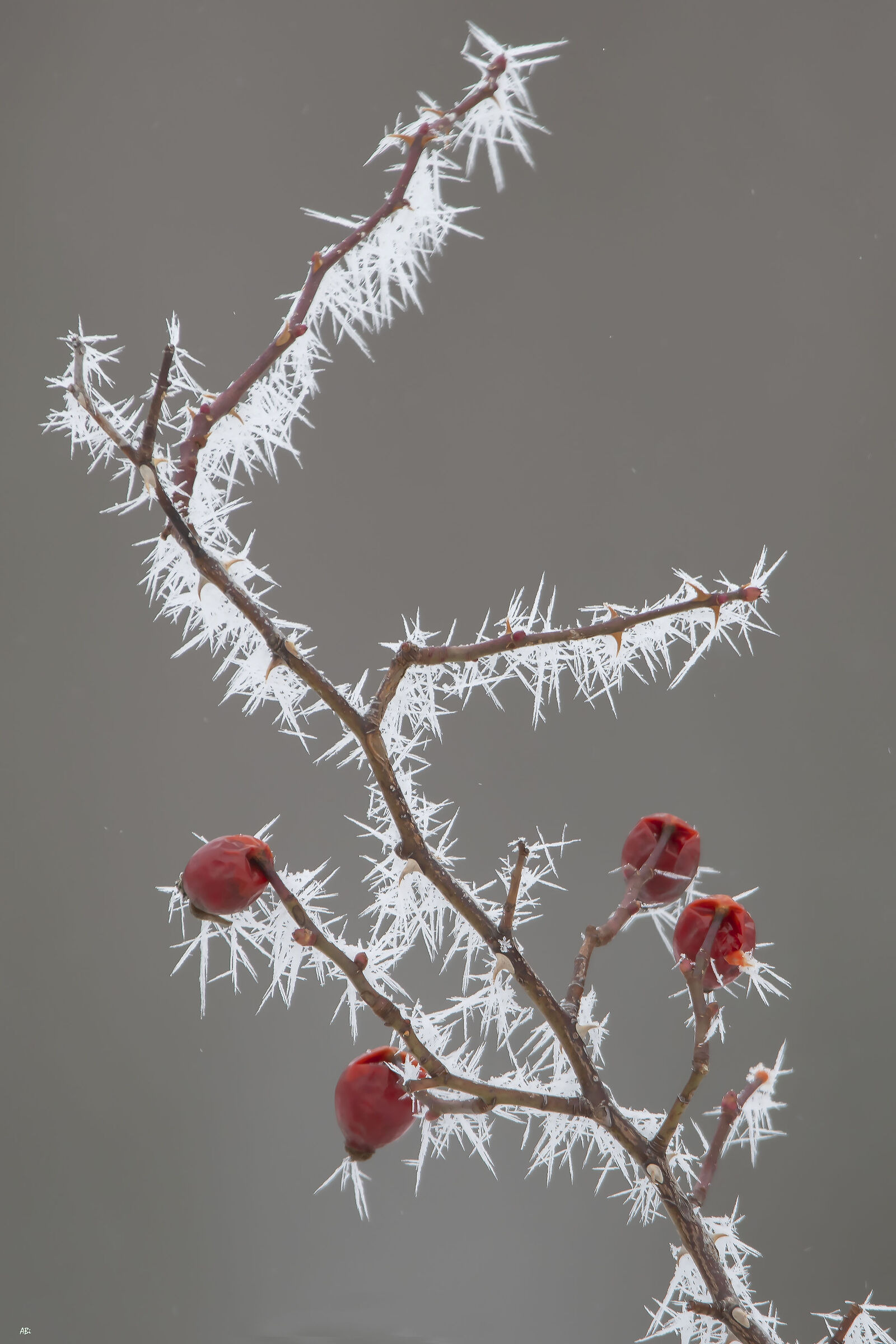 Needles and thorns