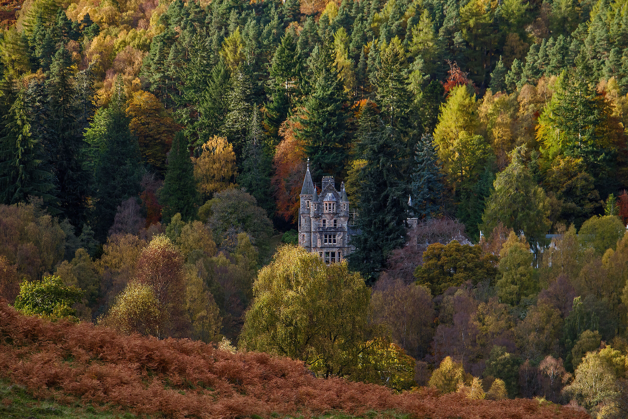 Tra gli alberi (Perthshire)