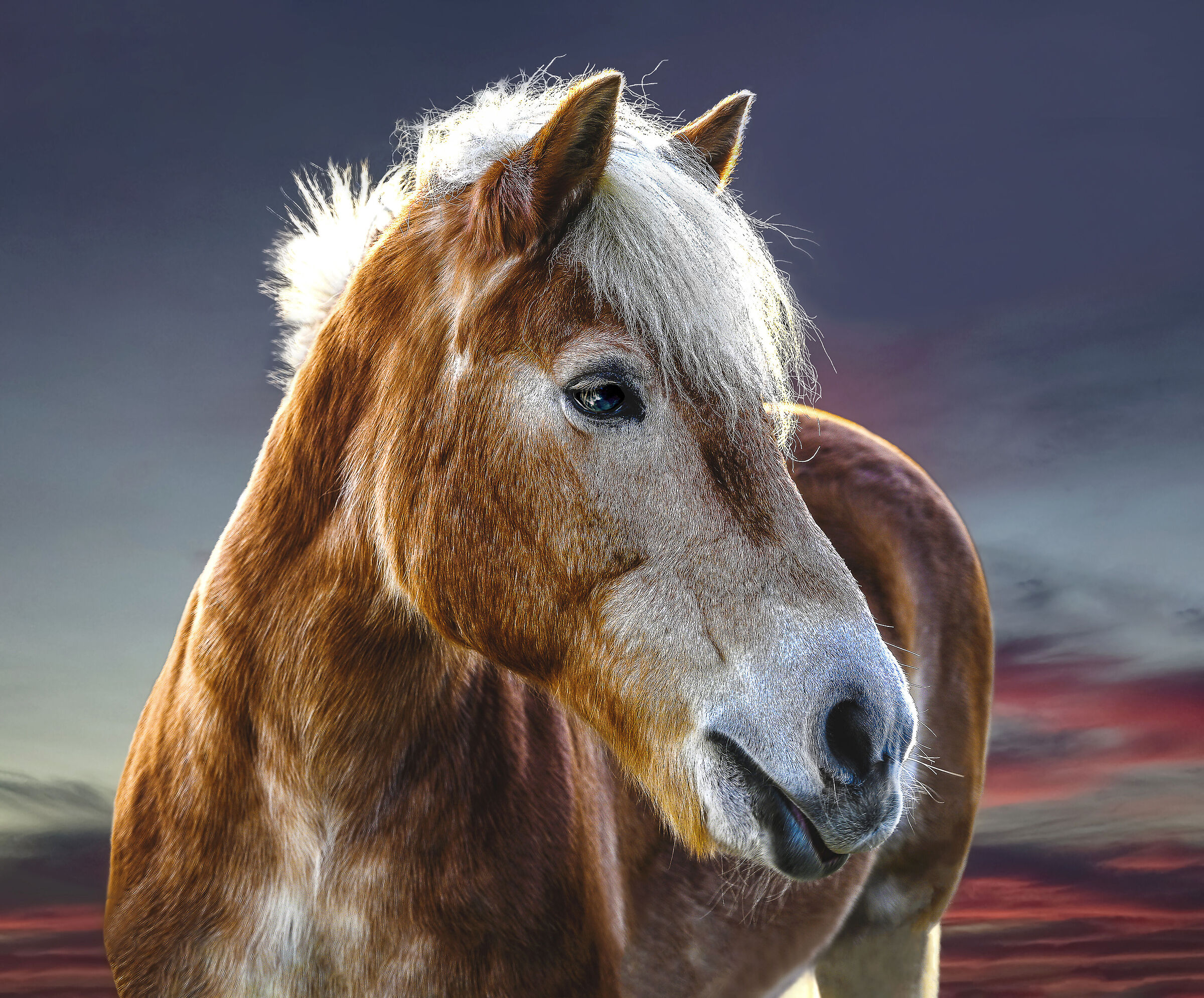 L'Haflinger di nome Fidel