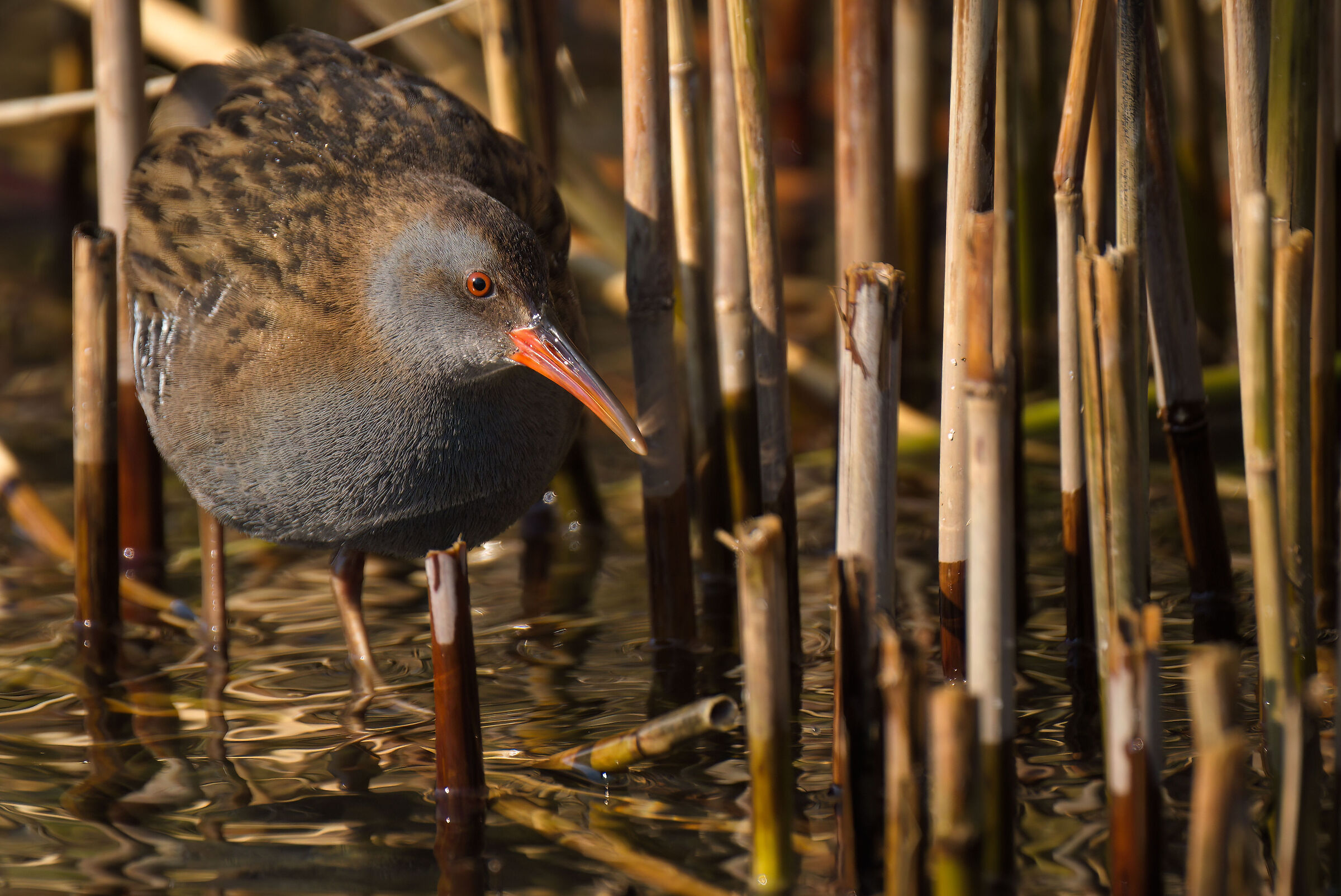 Water rail
