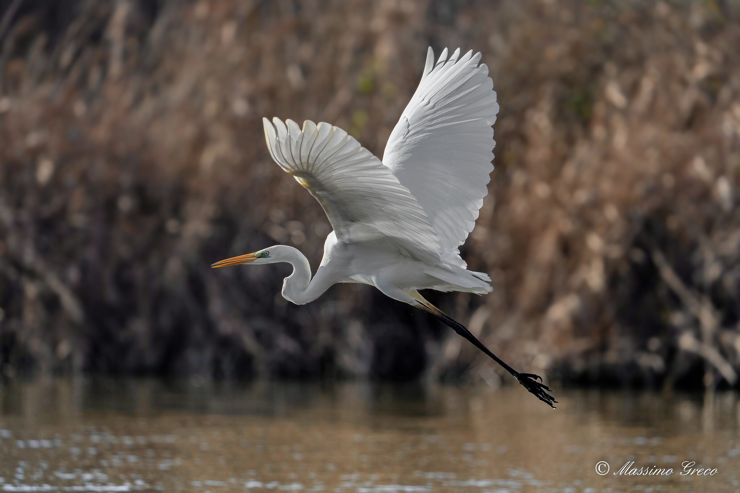 Great white heron (Casmerodius albus)
