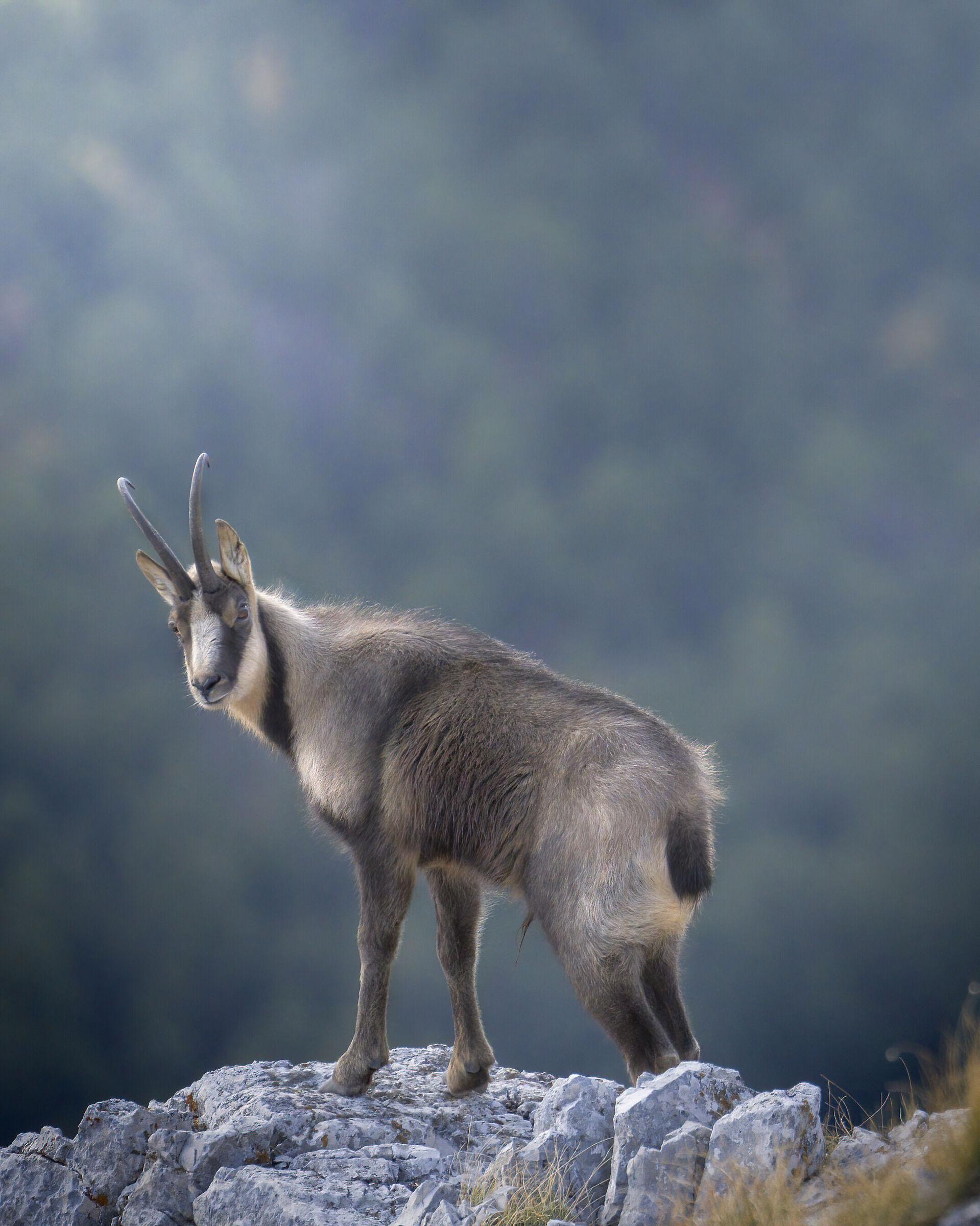 Apennine chamois