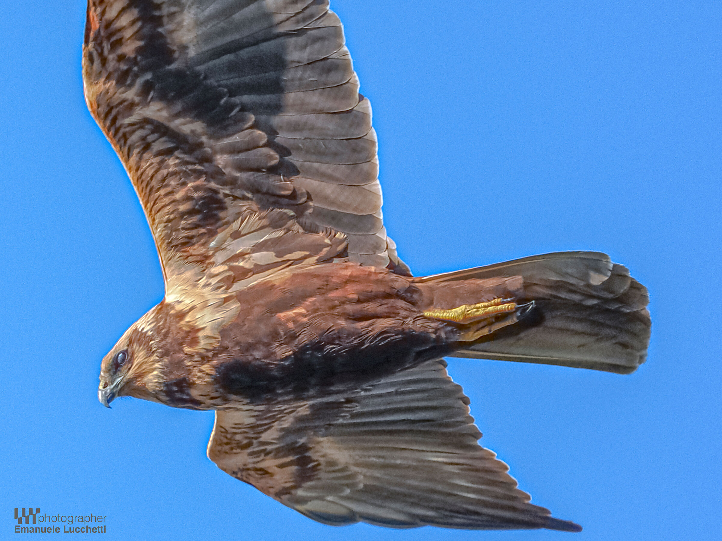 Falco di palude (female)