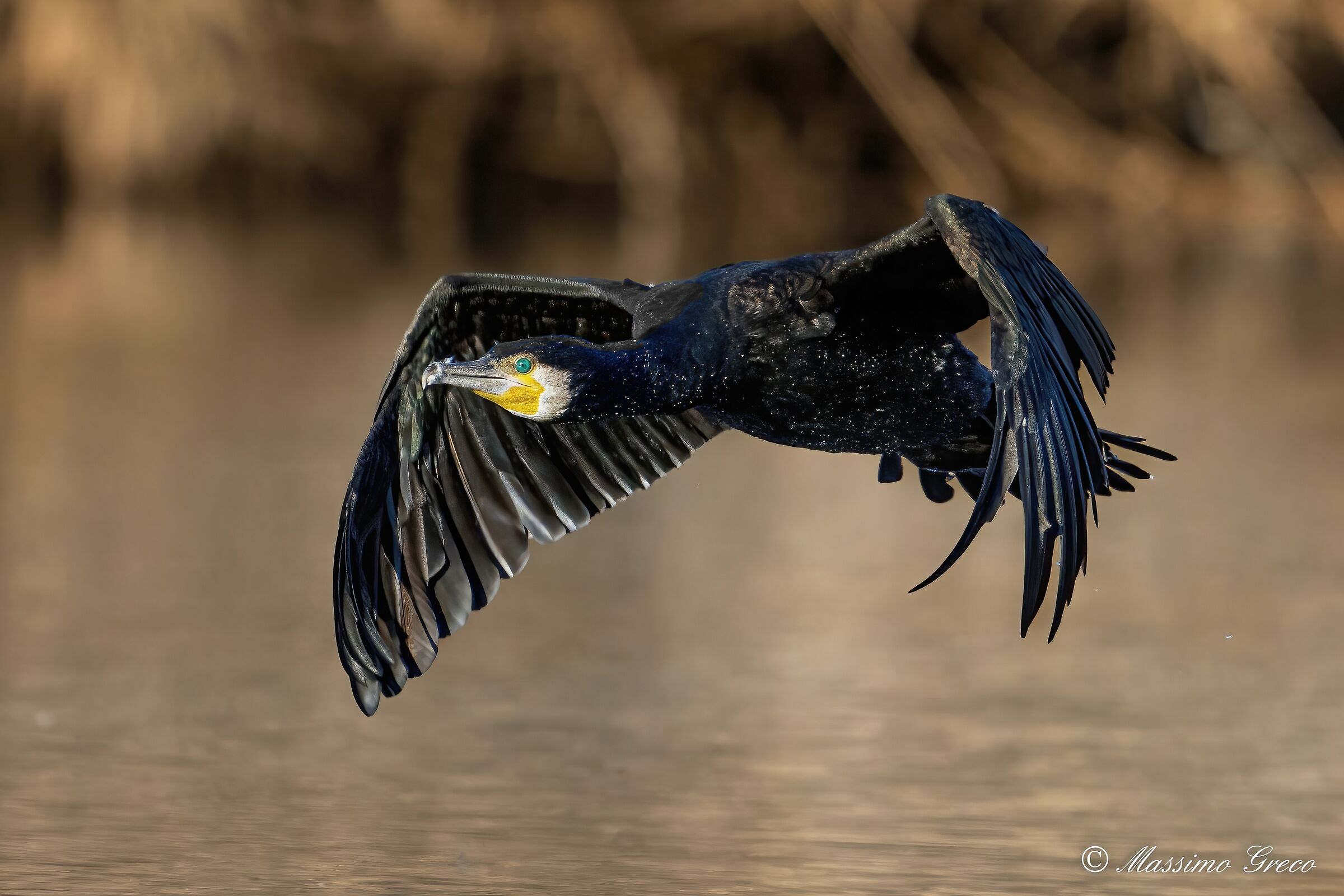 Cormorant (Phalacrocorax carbo)