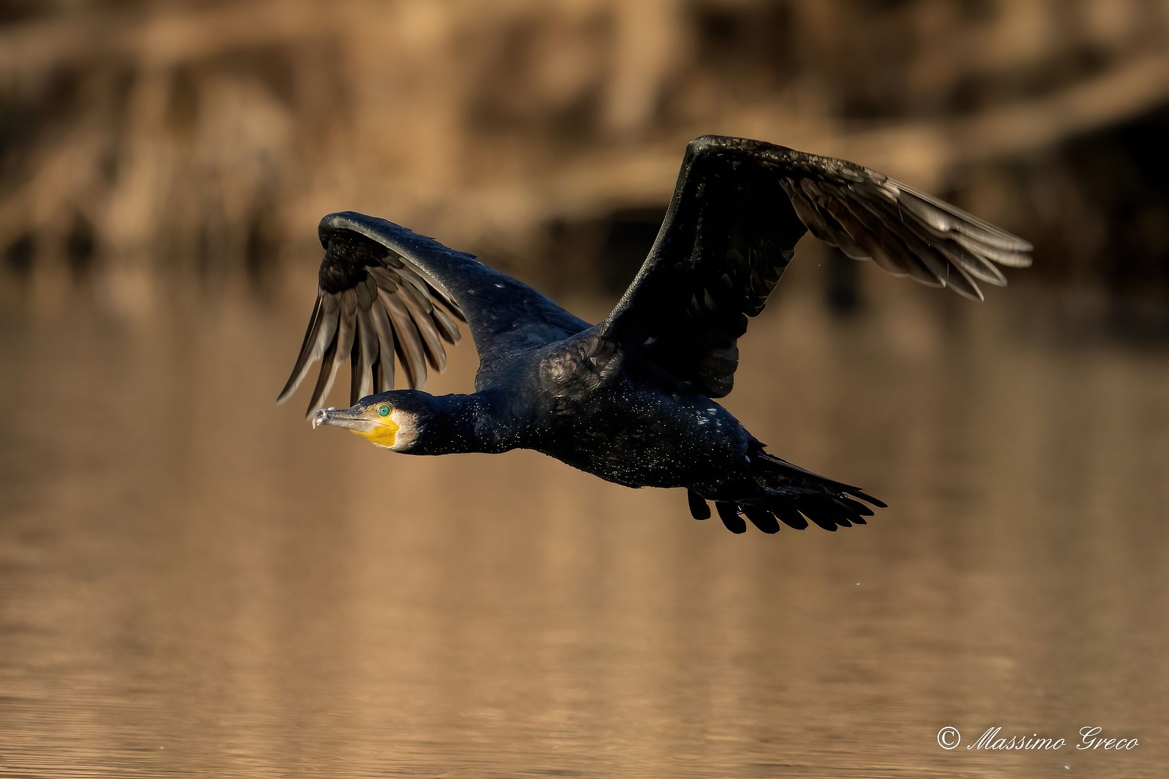 Cormorant (Phalacrocorax carbo)
