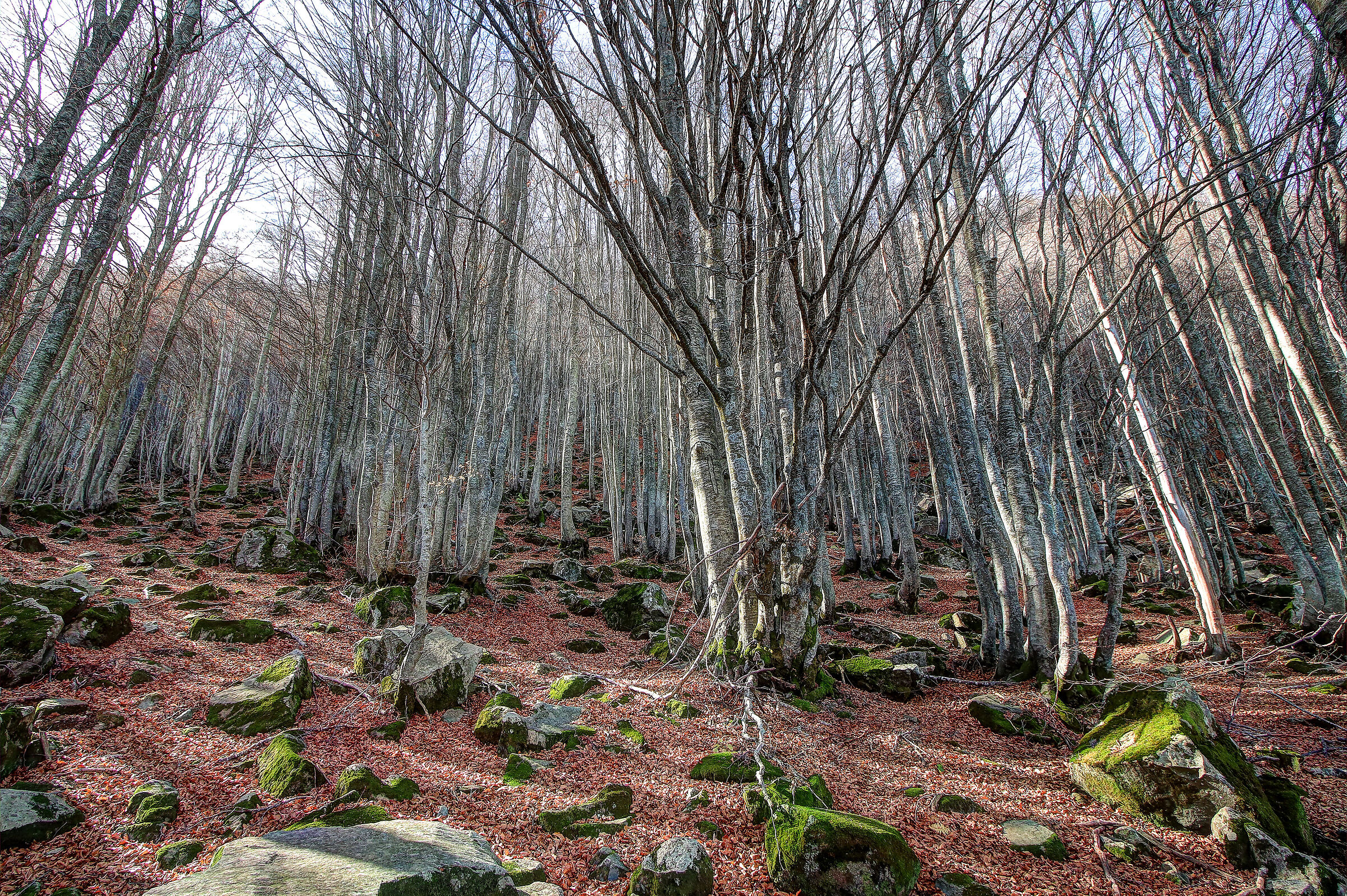 Bosco al Lago Santo (Mo)