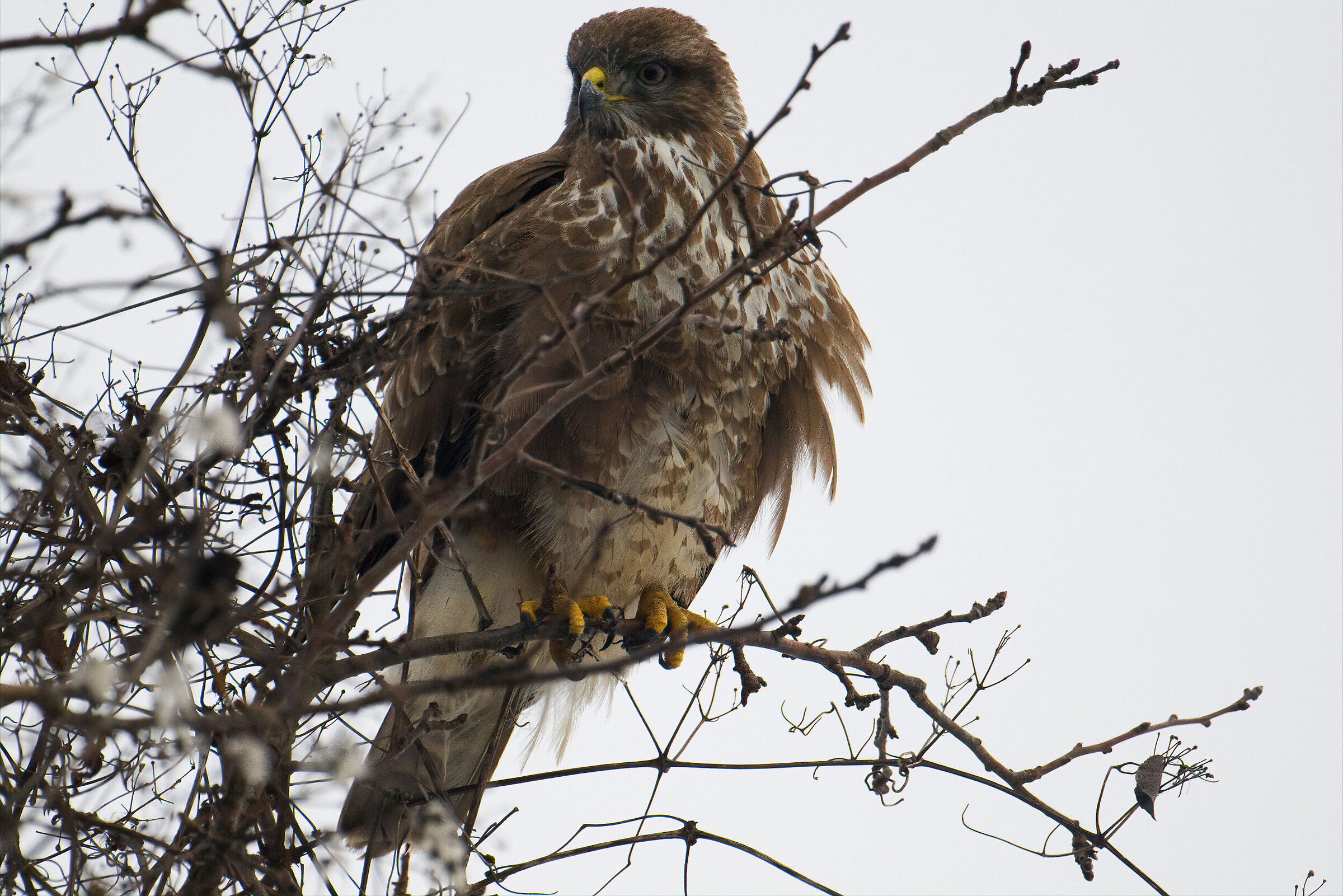 Poiana troppo vicina