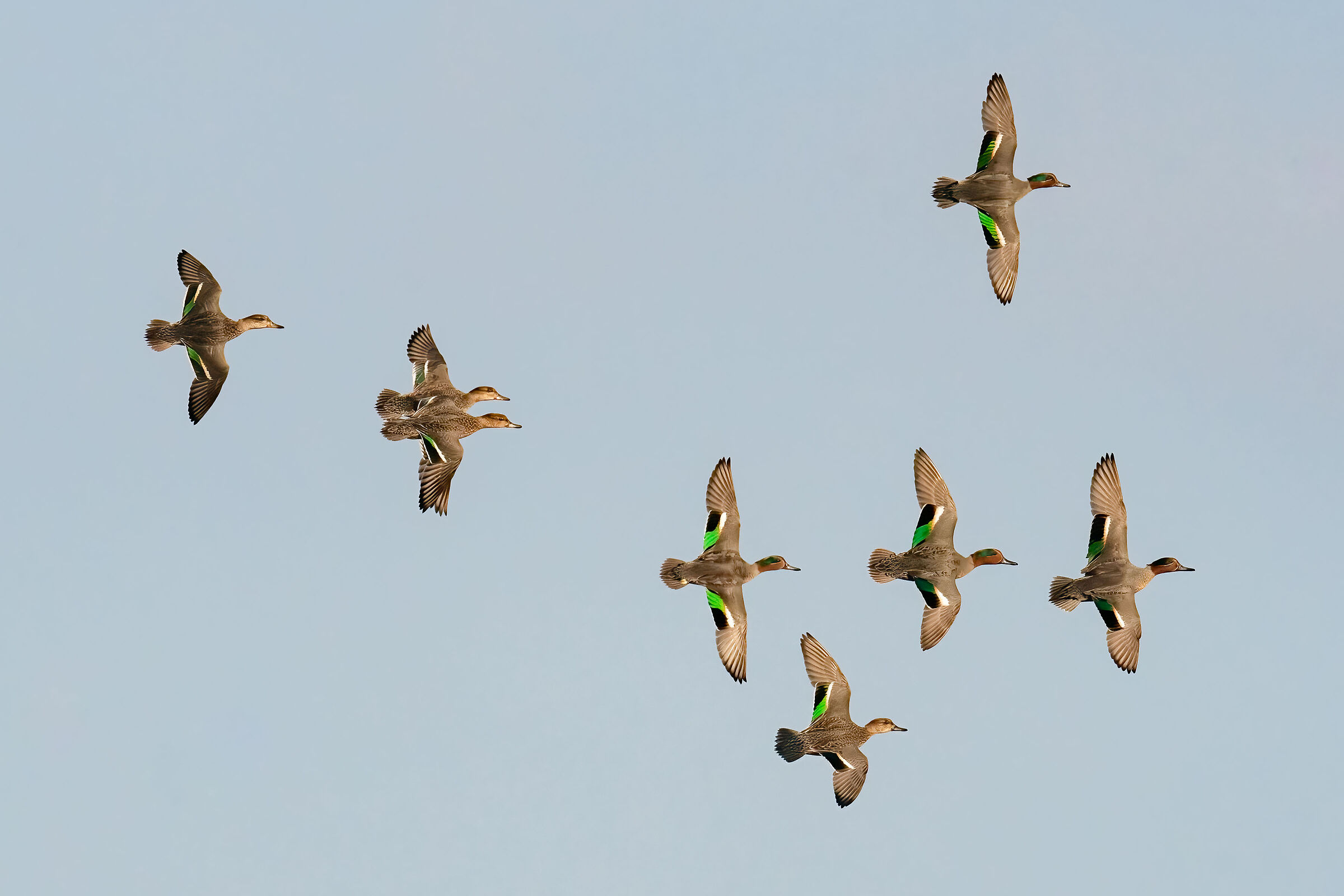 Teal in flight