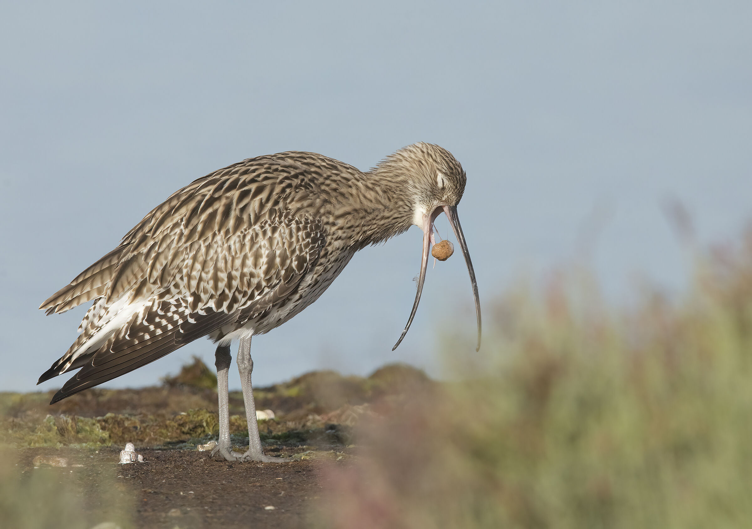 espulsione della borra