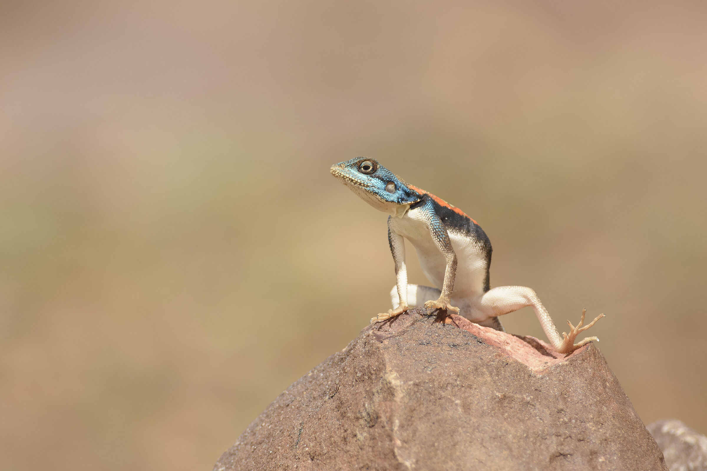 Agama boulengeri (female).
