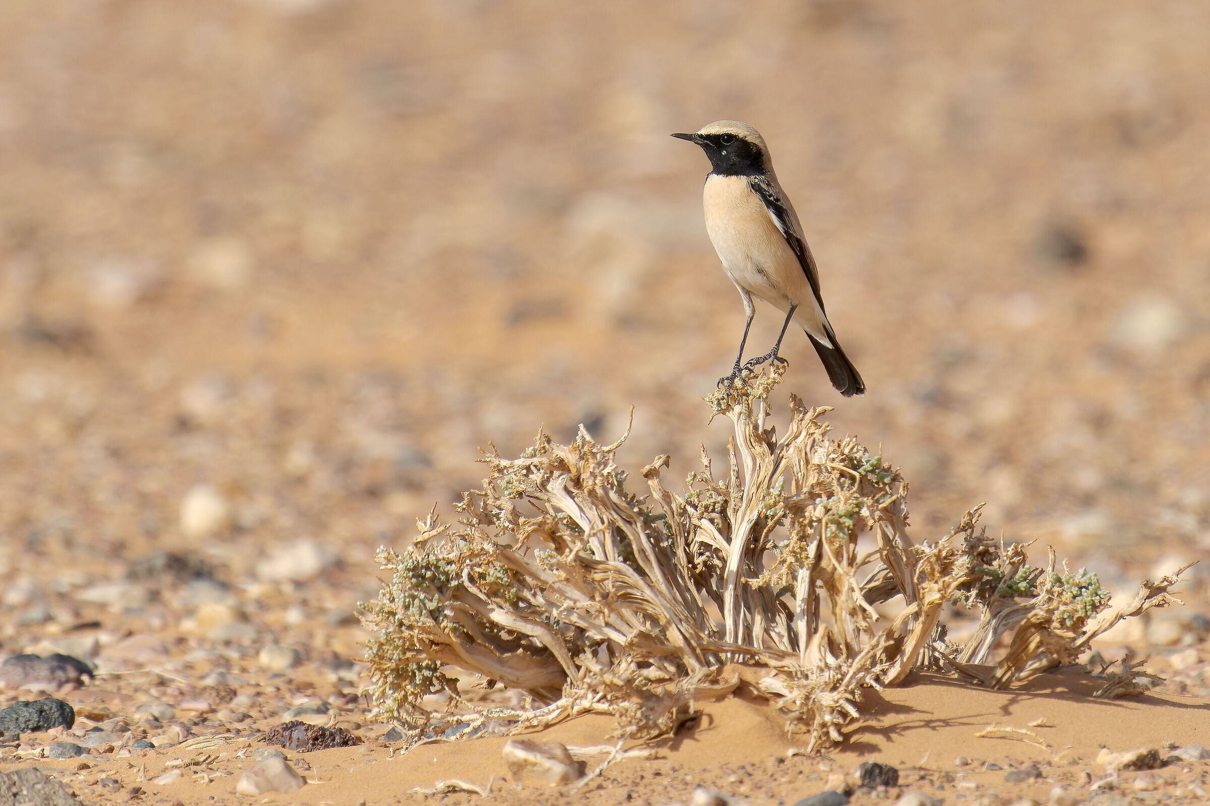 Monachella del deserto