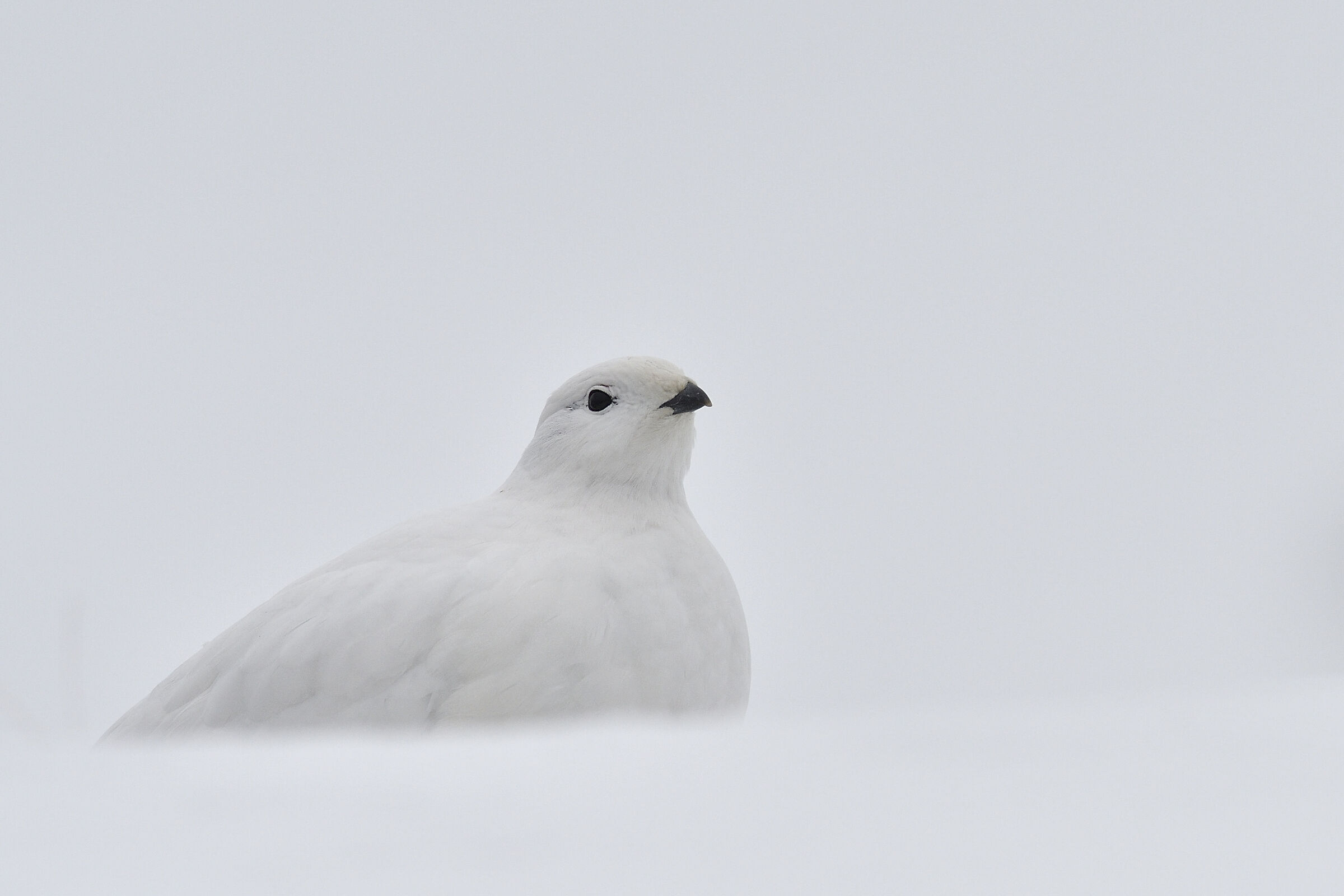 La bianca nel bianco
