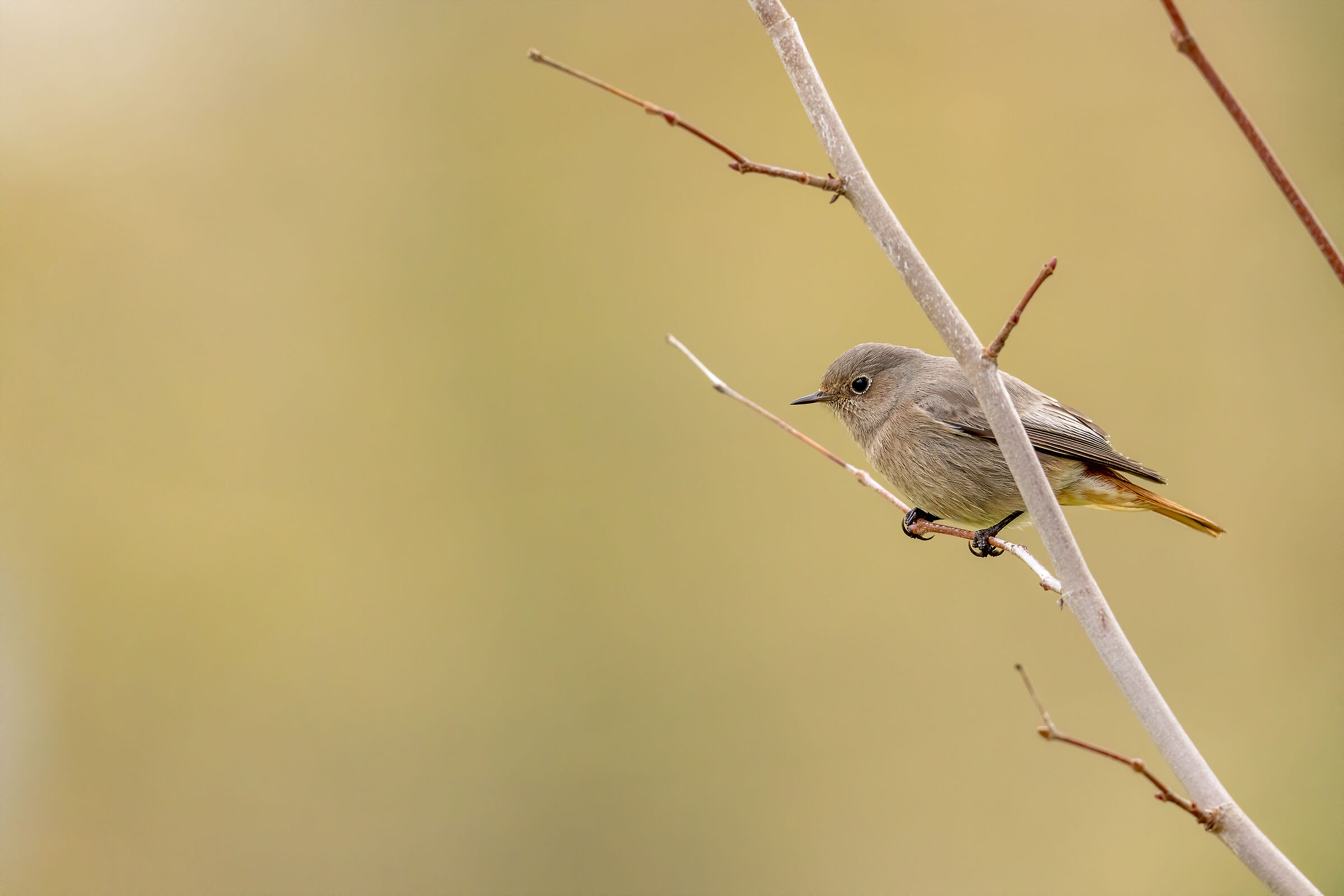 Redstart Chimney sweep female