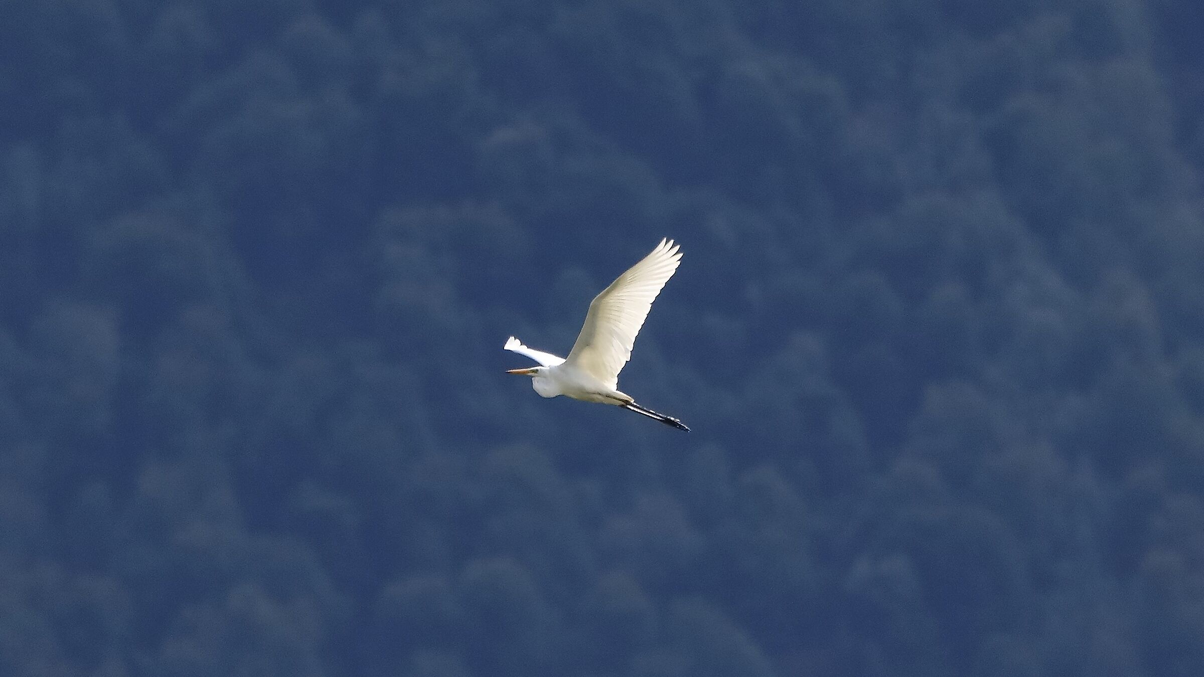 airone BM 26-09-2022