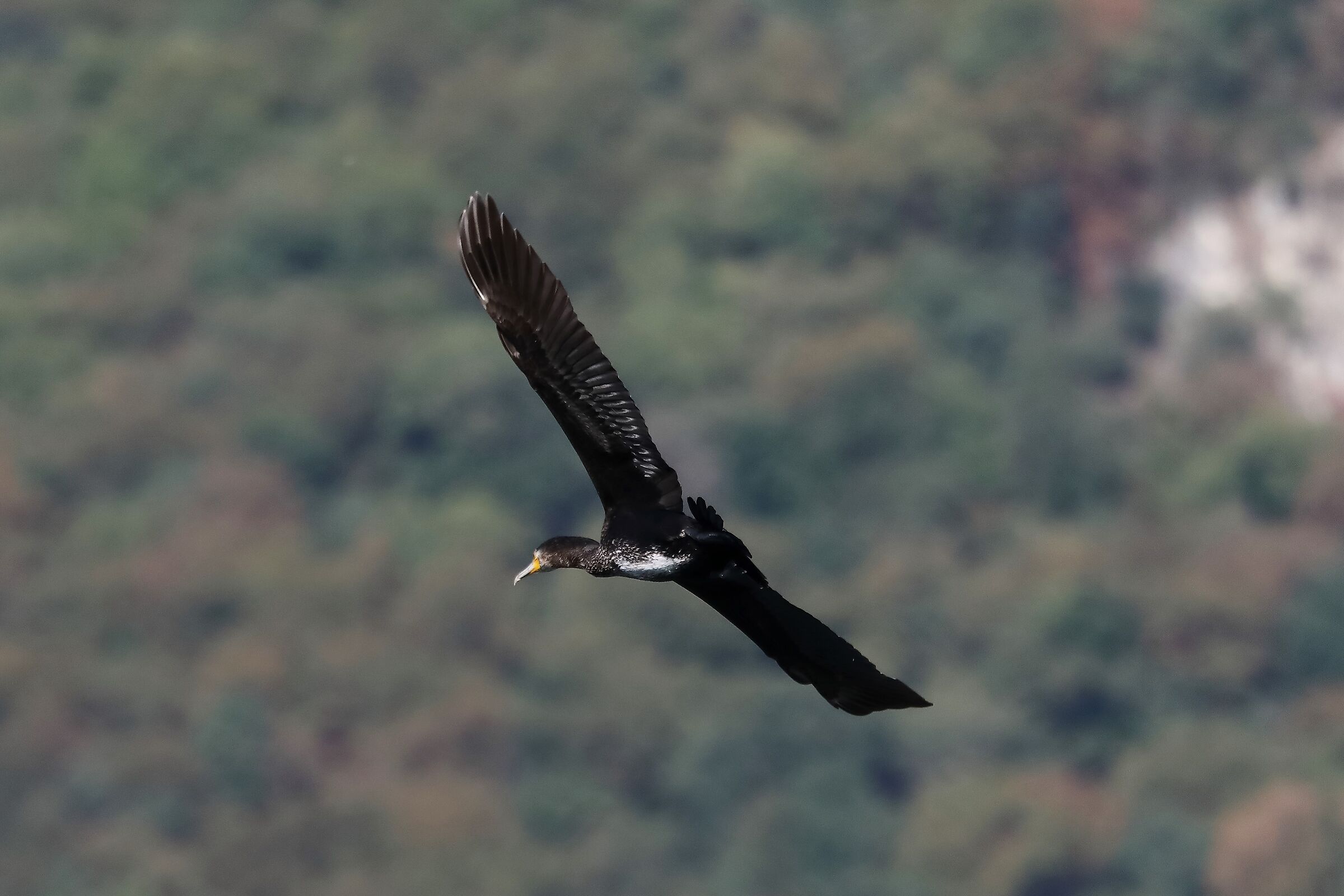 cormorano 29-09-2022