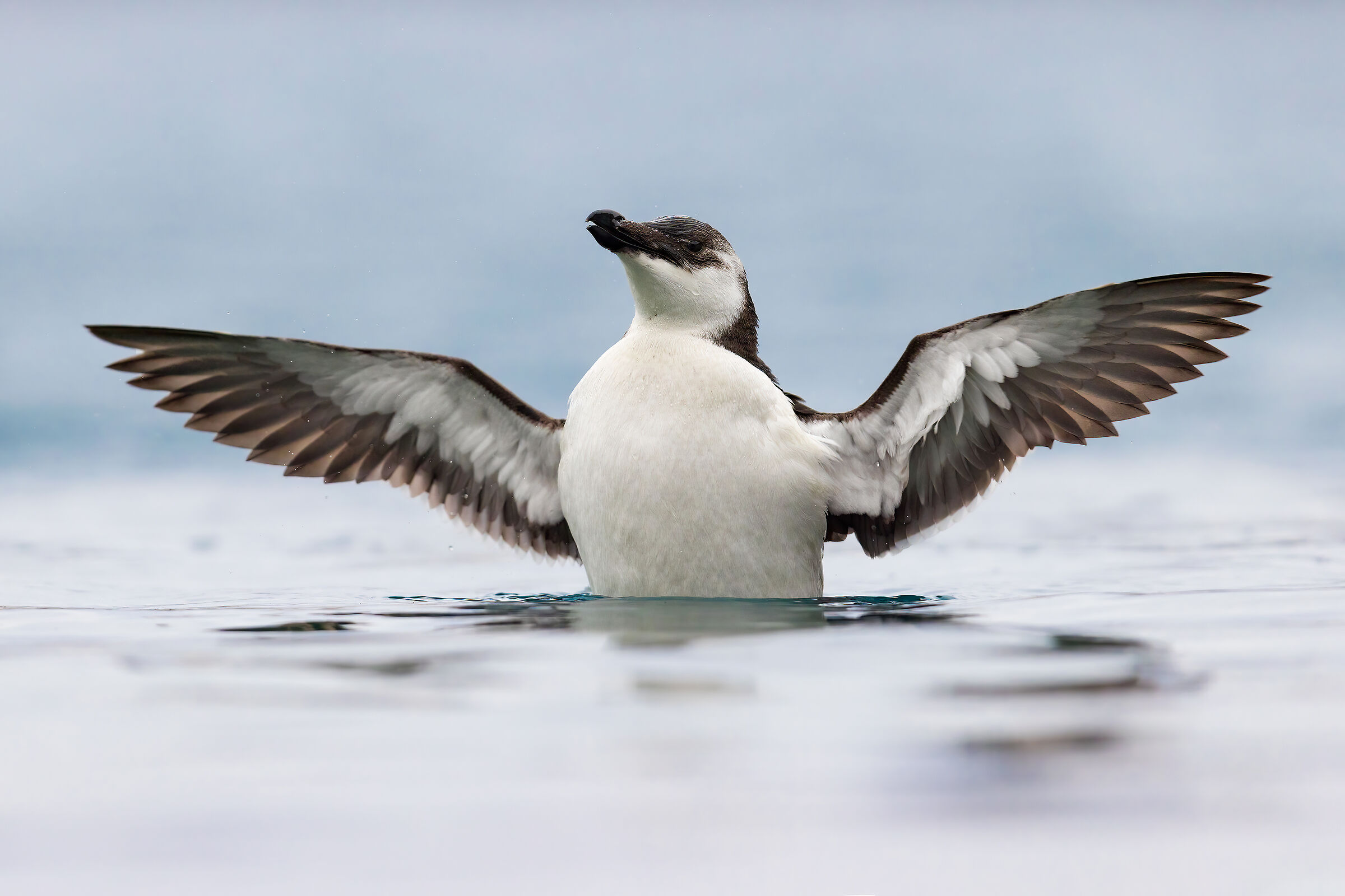 Razorbill
